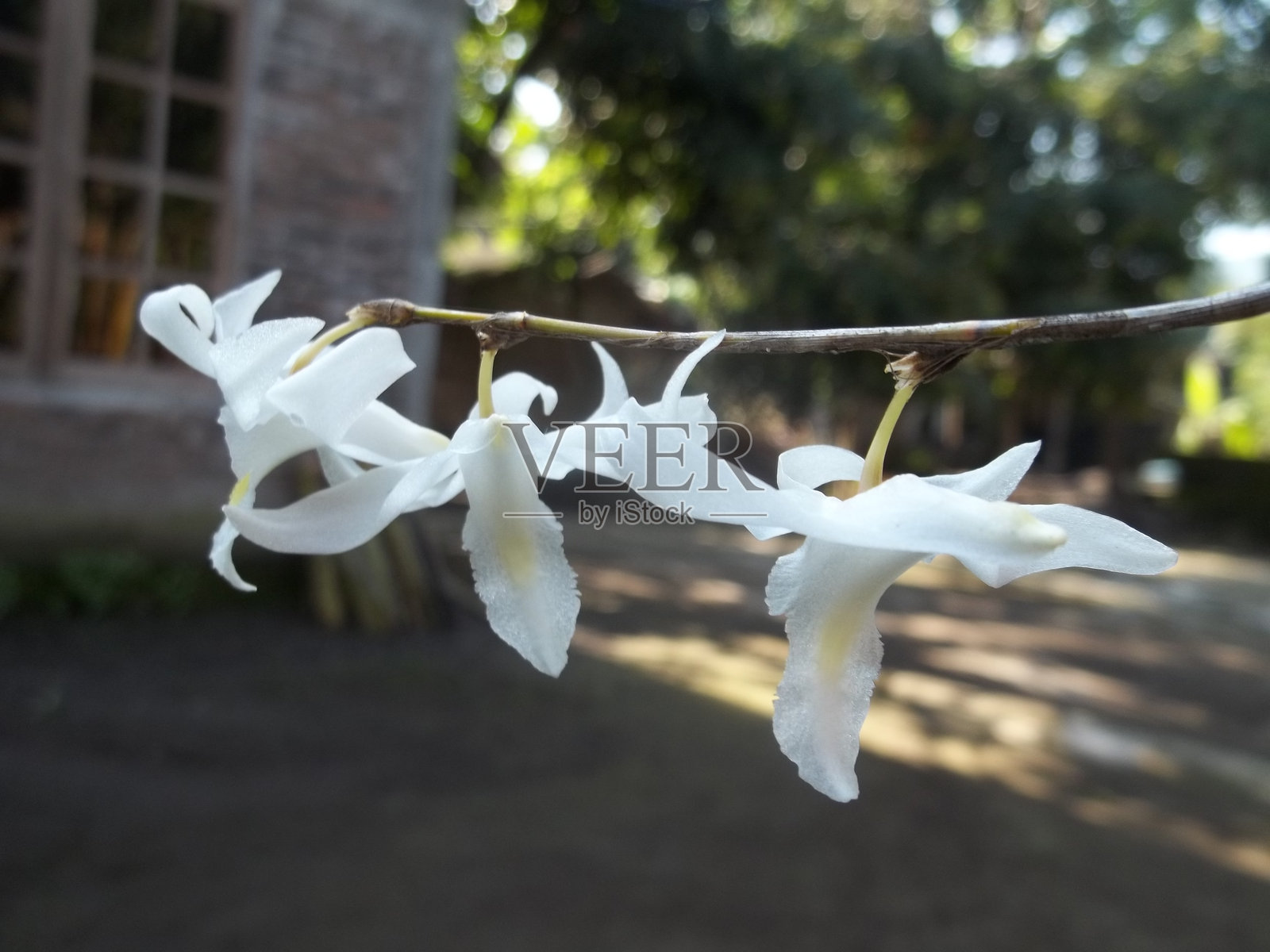 白鸽兰照片摄影图片