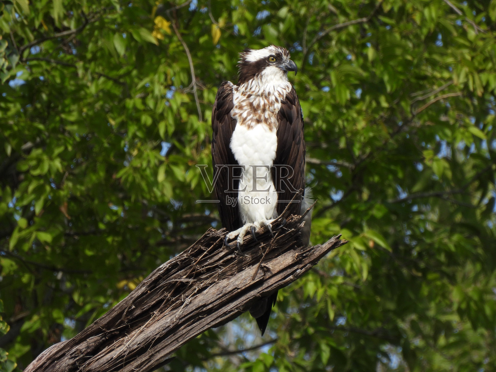 鱼鹰照片摄影图片