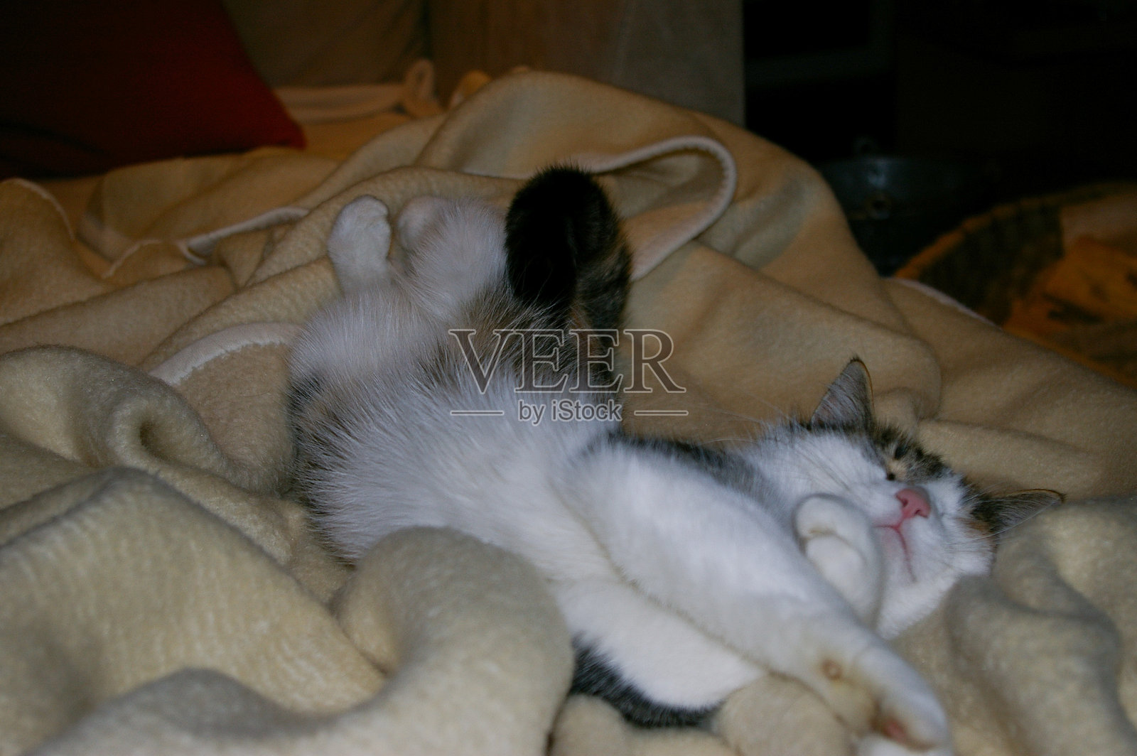 可爱的小猫在毯子上伸展身体照片摄影图片