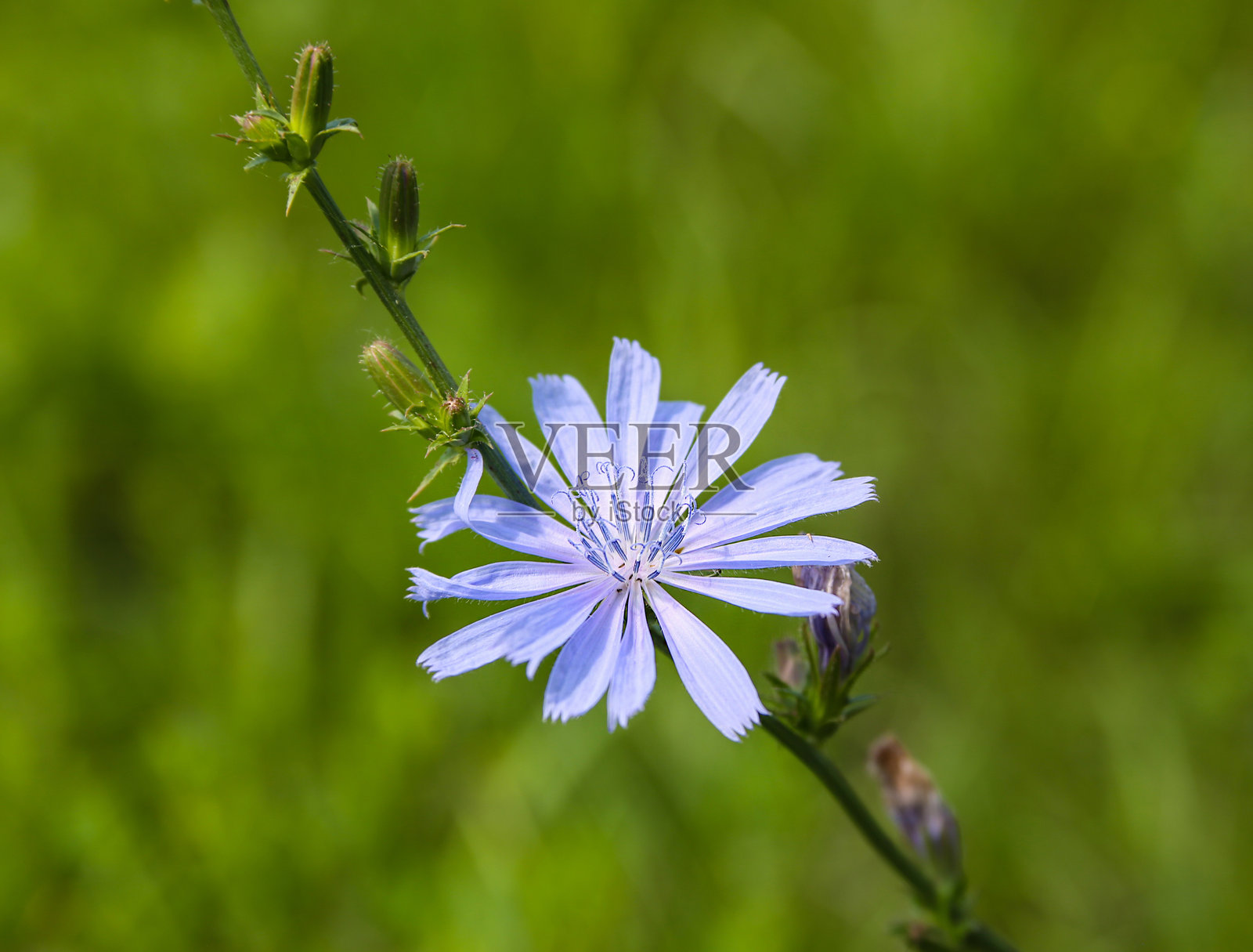 药用植物菊苣，Cichorium L.照片摄影图片