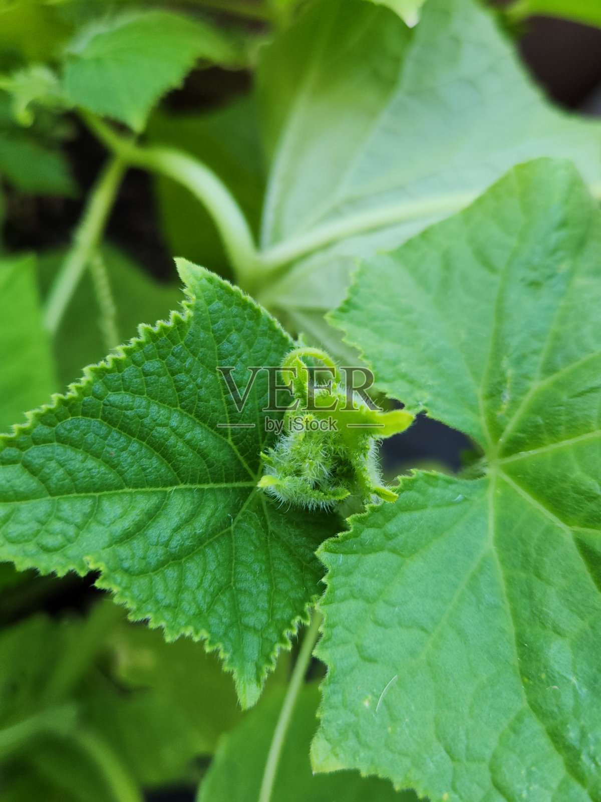 腌制黄瓜幼苗细节（黄瓜）。详细展示腌制黄瓜的幼苗，突出其早期生长和细腻结构。照片摄影图片