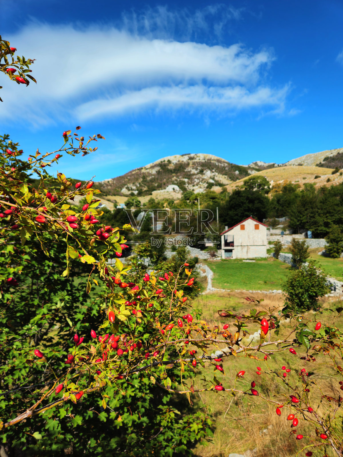 黑山多洛维乡村的传统石屋、草坡和零星树木的垂直视角，映衬在明亮的蓝天之下。乡村旅游推广或文化旅游广告。照片摄影图片