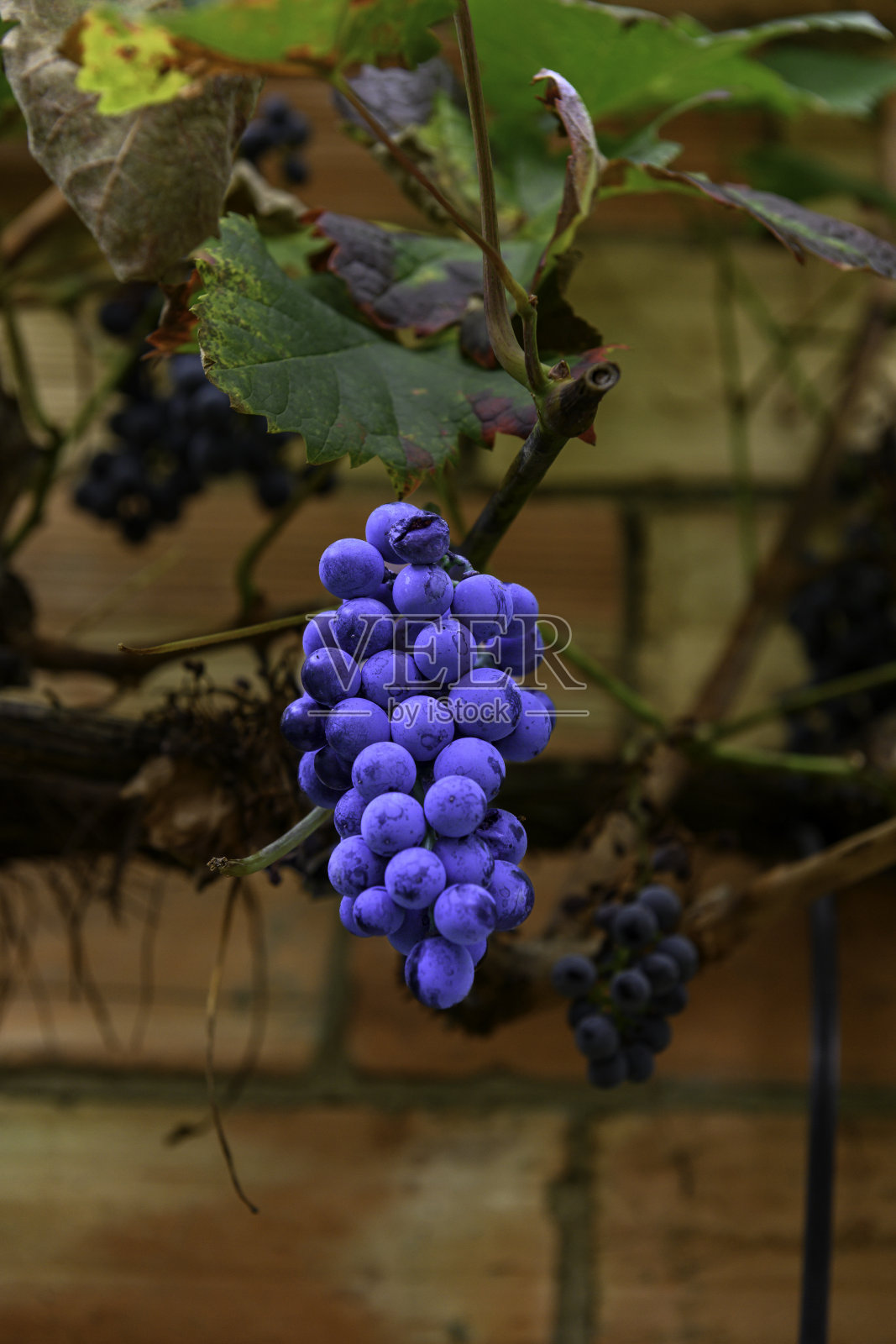 垂直悬挂在砖墙前的蓝紫色葡萄串，墙面呈现橙色和黄色的色调。在墙与葡萄之间，藤叶显得绿色，尽管已经开始枯萎。照片摄影图片