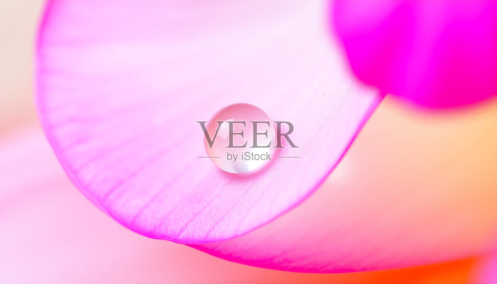 精致花朵的特写全景照片摄影图片