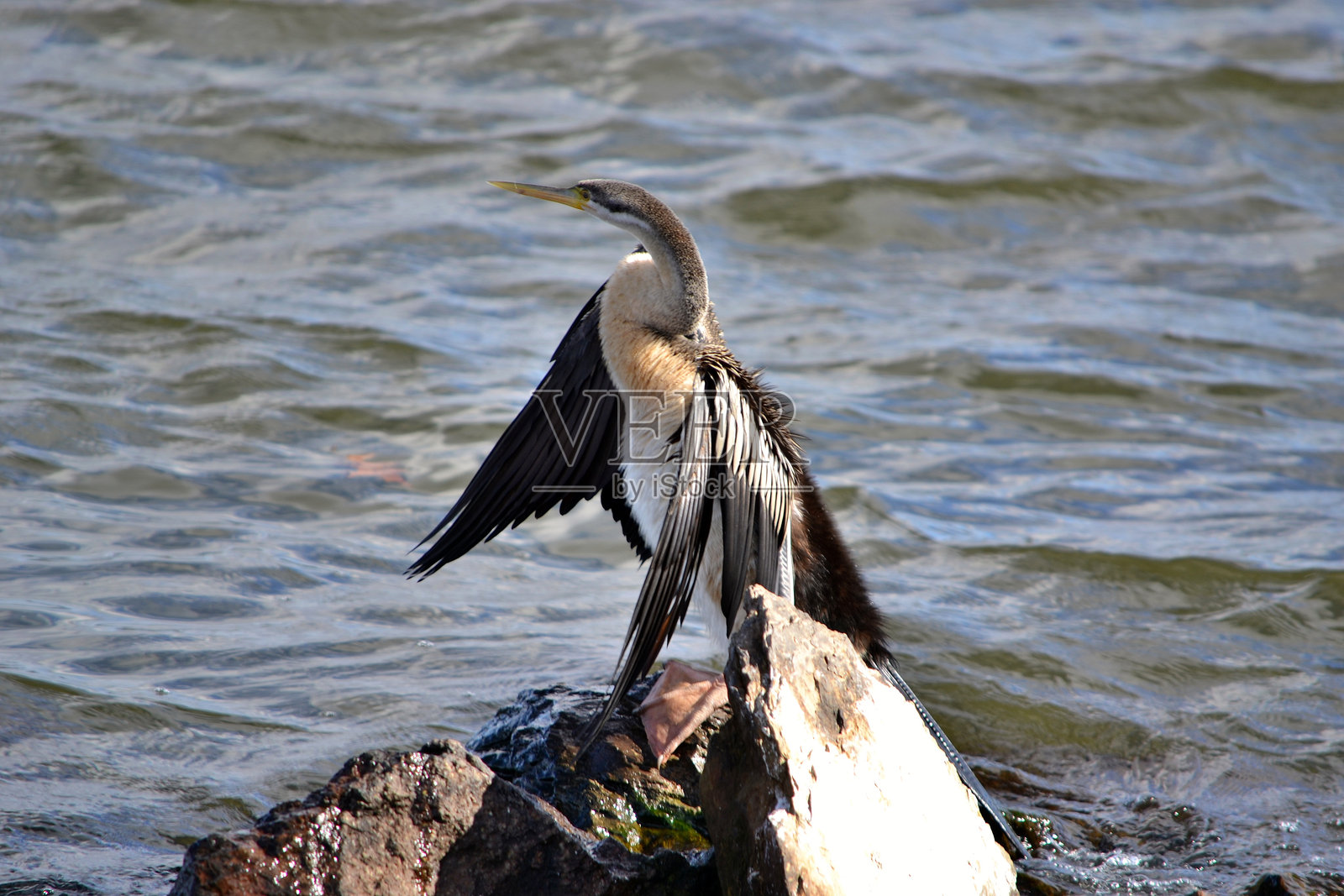 堪培拉星期天骑行照片摄影图片