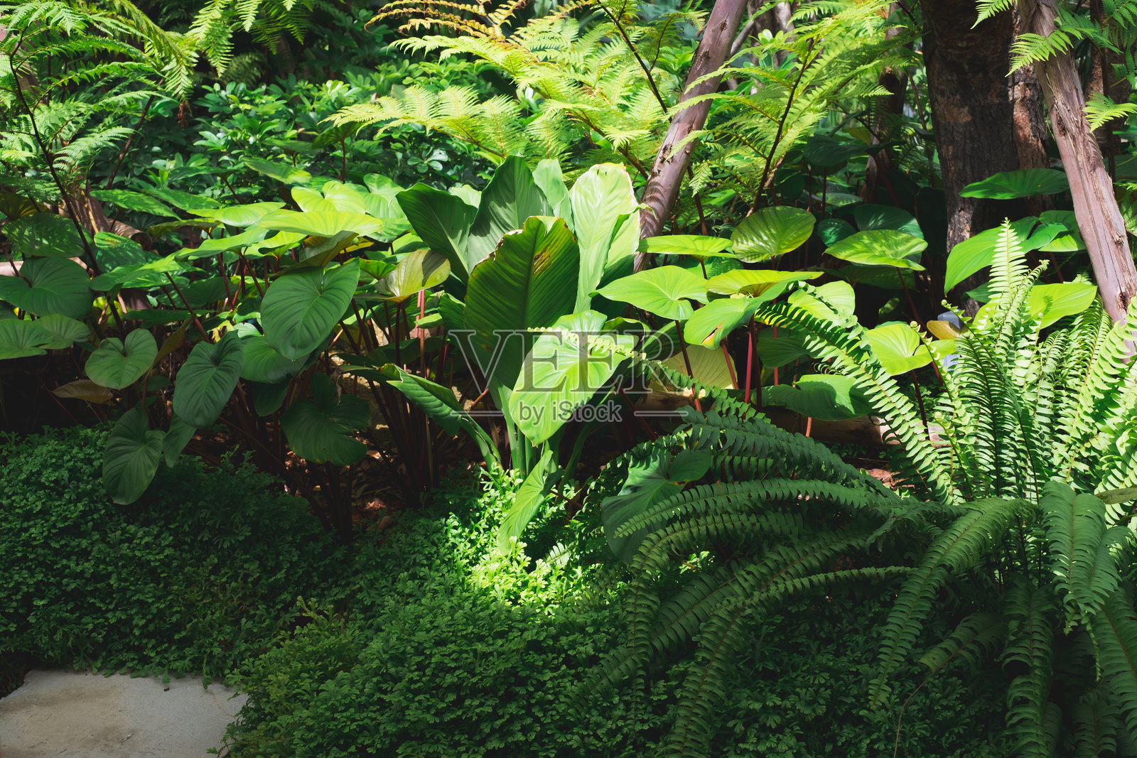 泰国美丽的自然绿色森林。照片摄影图片