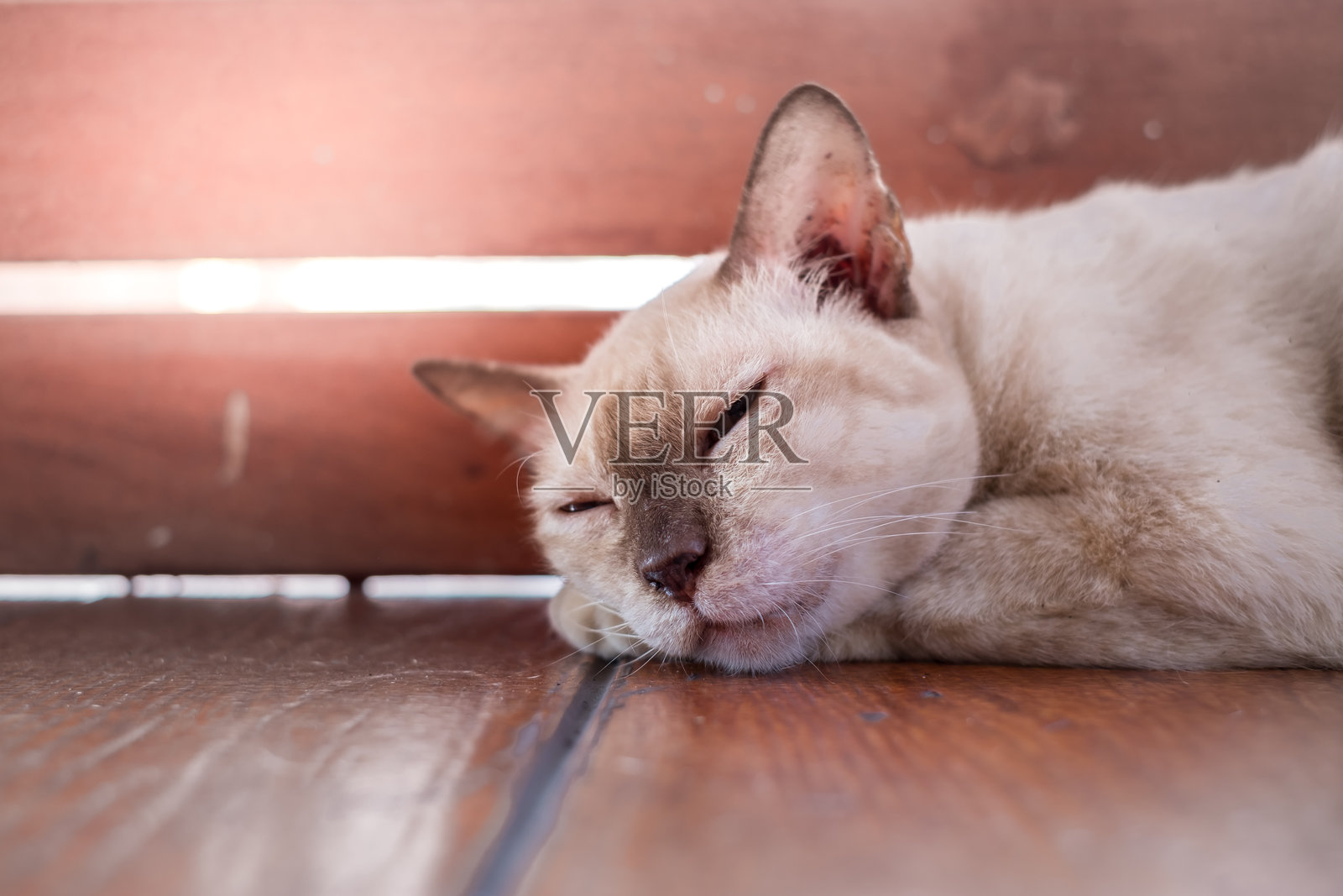 懒惰的年轻胖猫（Wichian Mat）在下午甜美地做着美梦，梦见美味的食物和木质背景。照片摄影图片