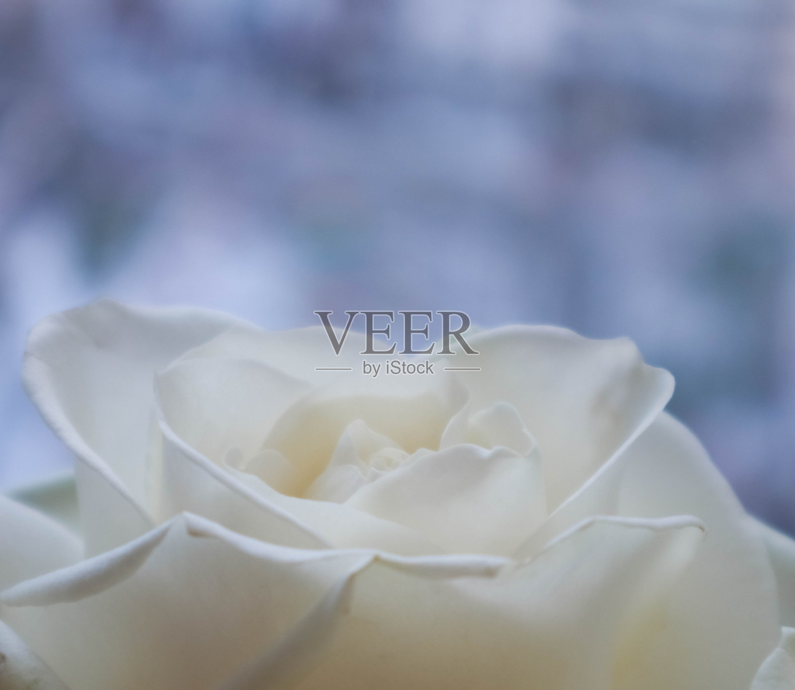 优雅的白玫瑰花束在柔和的背景上照片摄影图片