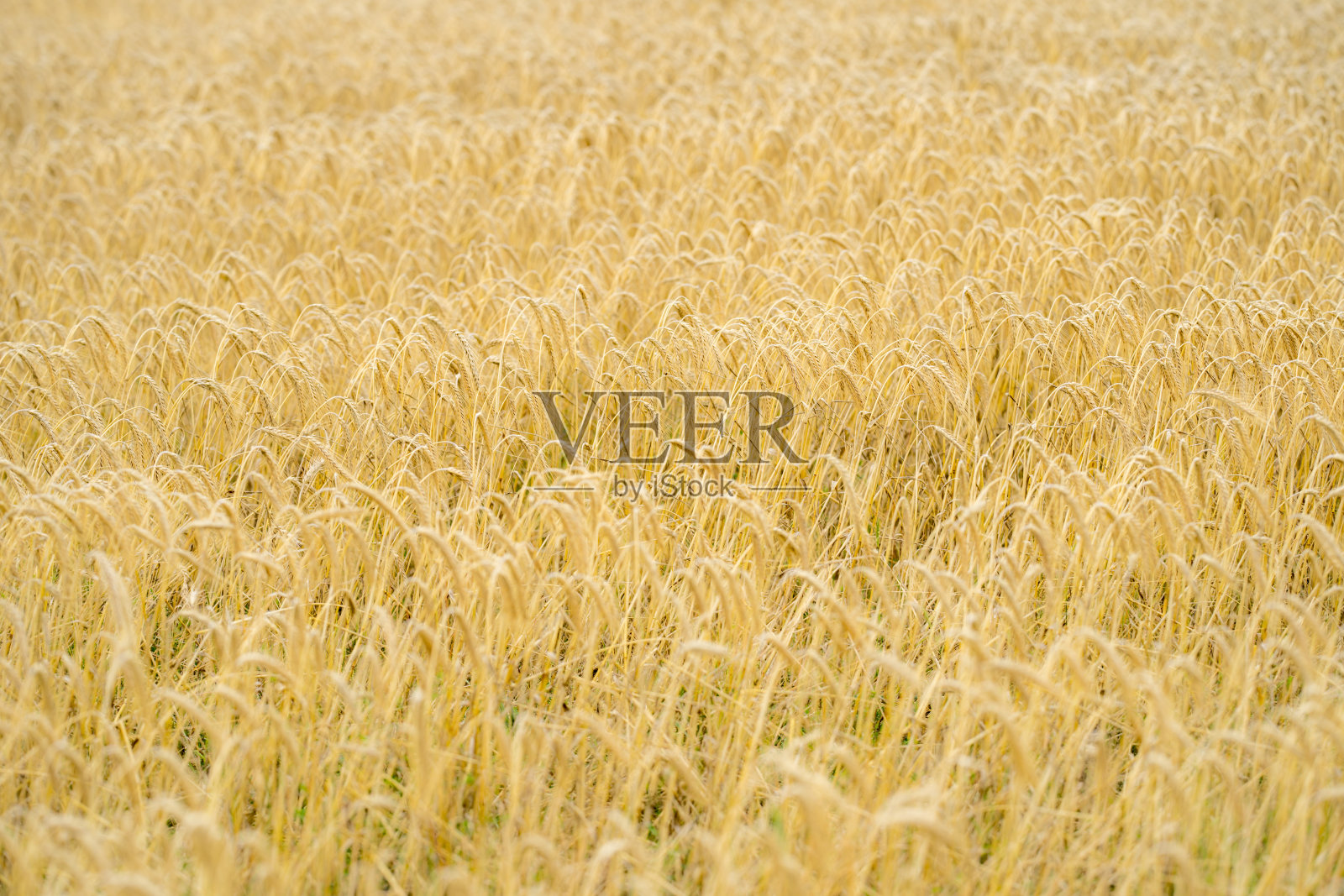 麦田。金色的麦子。自然风光。乡村麦田的背景。丰收的景象。照片摄影图片