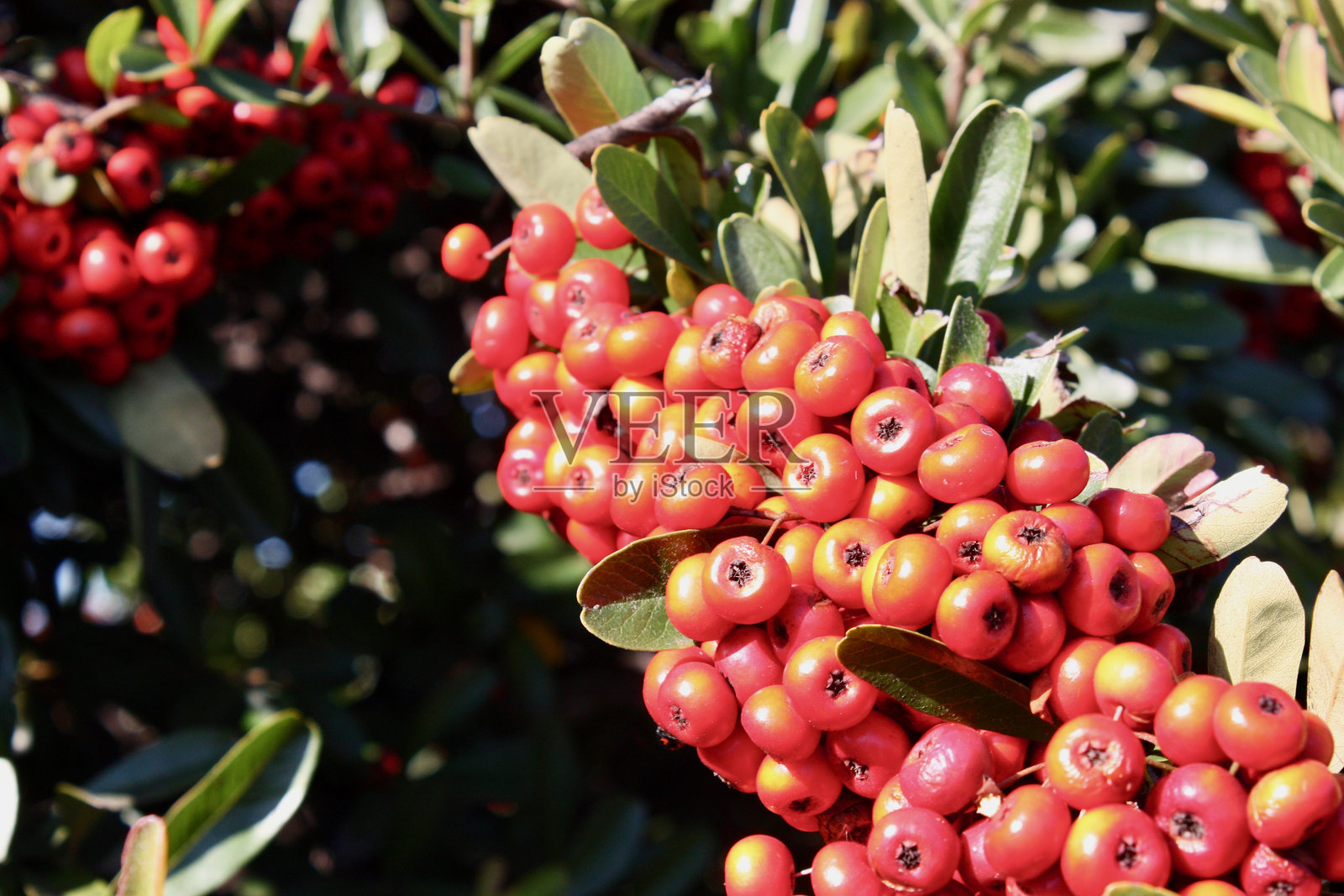 绿色叶子上的红色浆果照片摄影图片