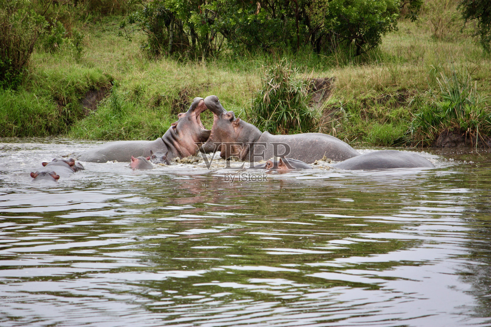 一群河马在水中互动照片摄影图片
