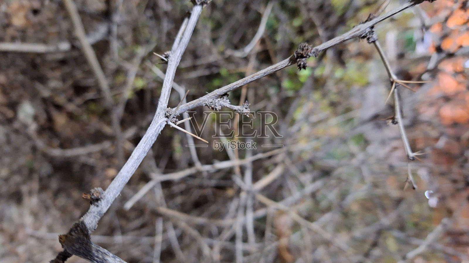 冬季景观中的干枯灌木枝条照片摄影图片