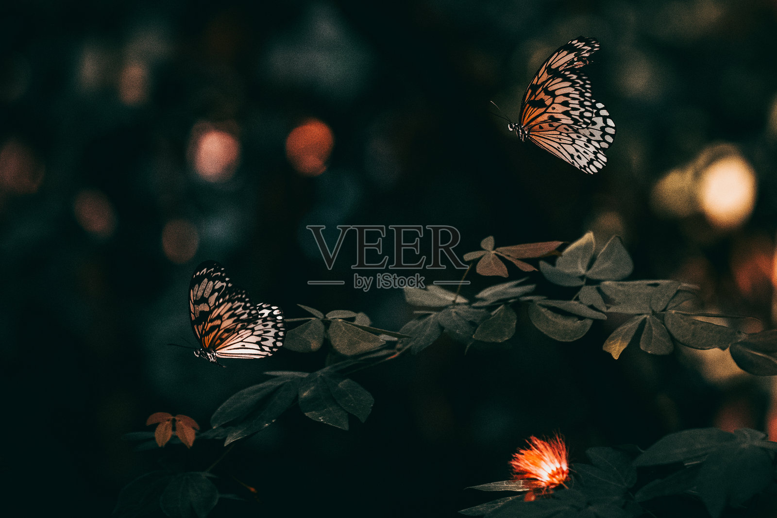 迪俄涅·朱诺照片摄影图片