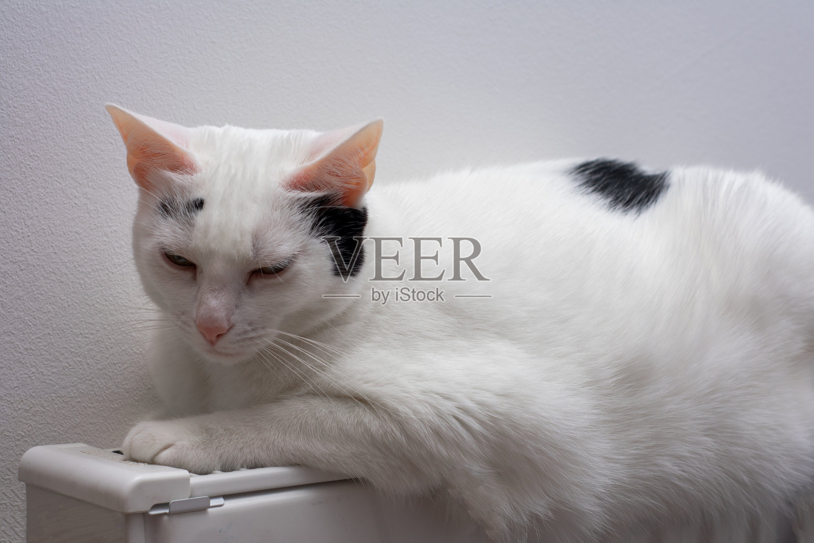 白色和黑色的猫躺在白色的表面上照片摄影图片