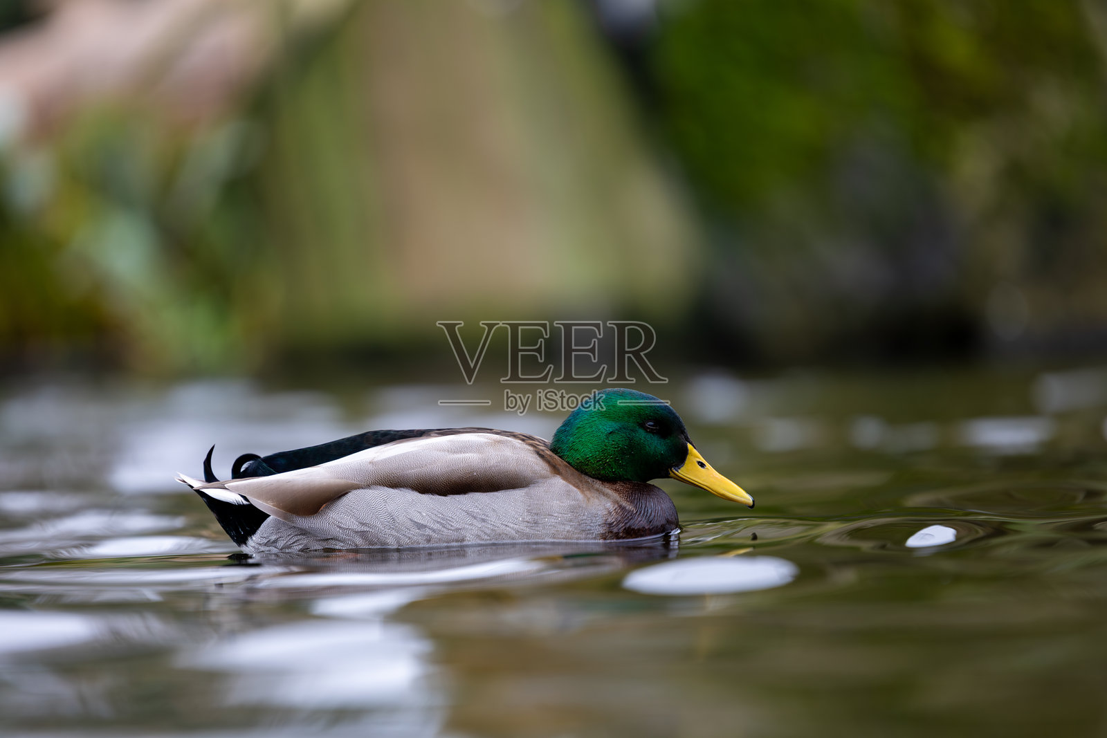优雅的野鸭在平静的水面上滑行。照片摄影图片