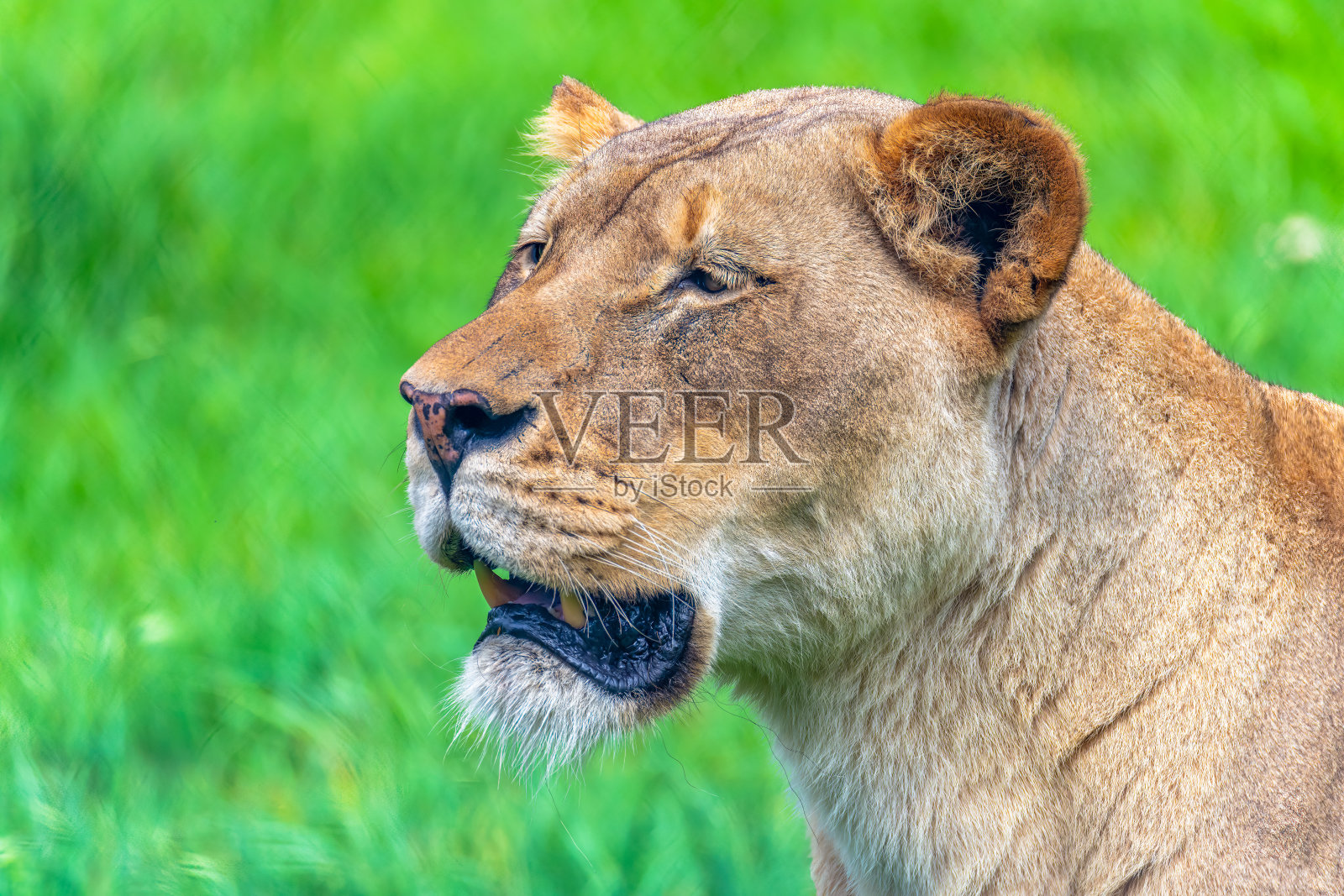 母狮 - 非洲狮照片摄影图片