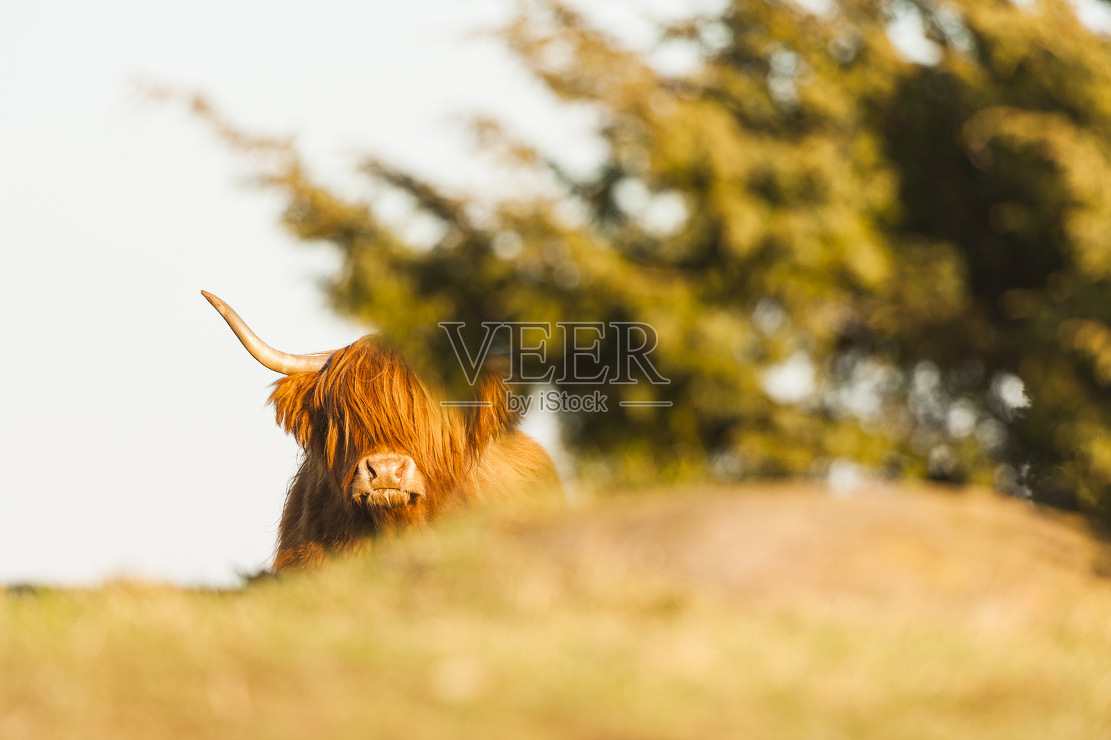 高地牛在乡村宁静的傍晚，透过灌木丛窥视金色阳光。照片摄影图片