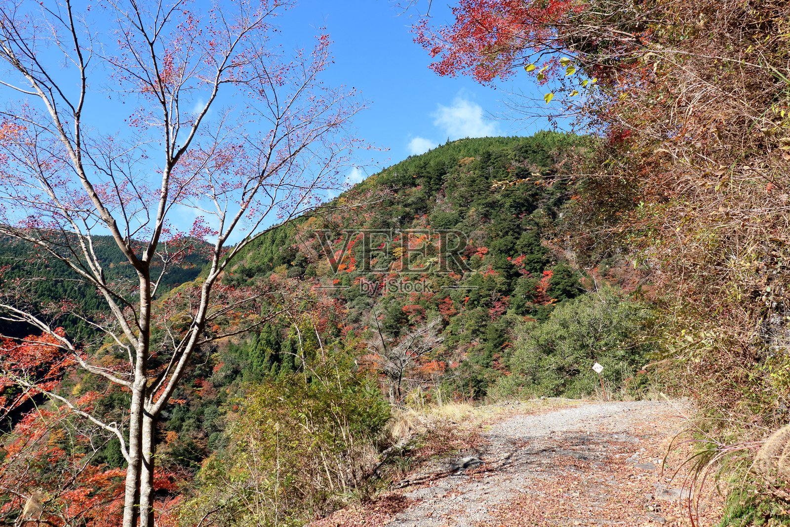 在秋天漫步于红叶峡谷（高知县神市的大礼滝）照片摄影图片