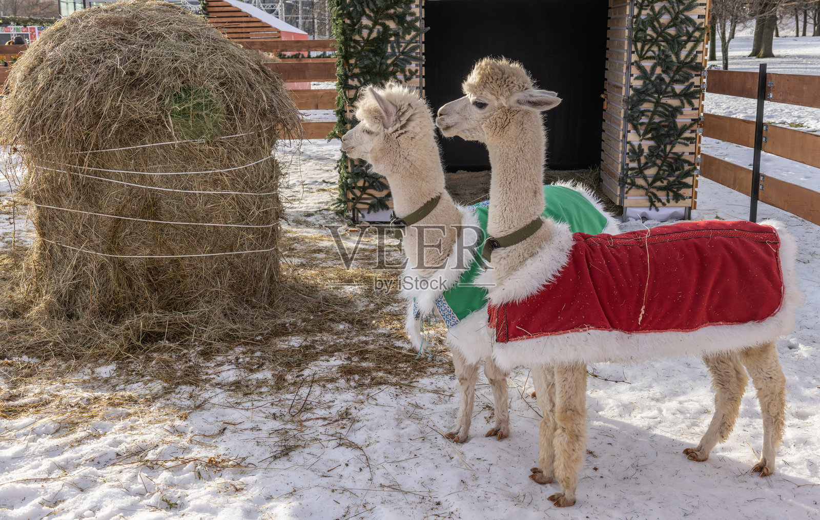 两只穿着节日服装的羊驼在雪地围栏旁的干草附近。照片摄影图片