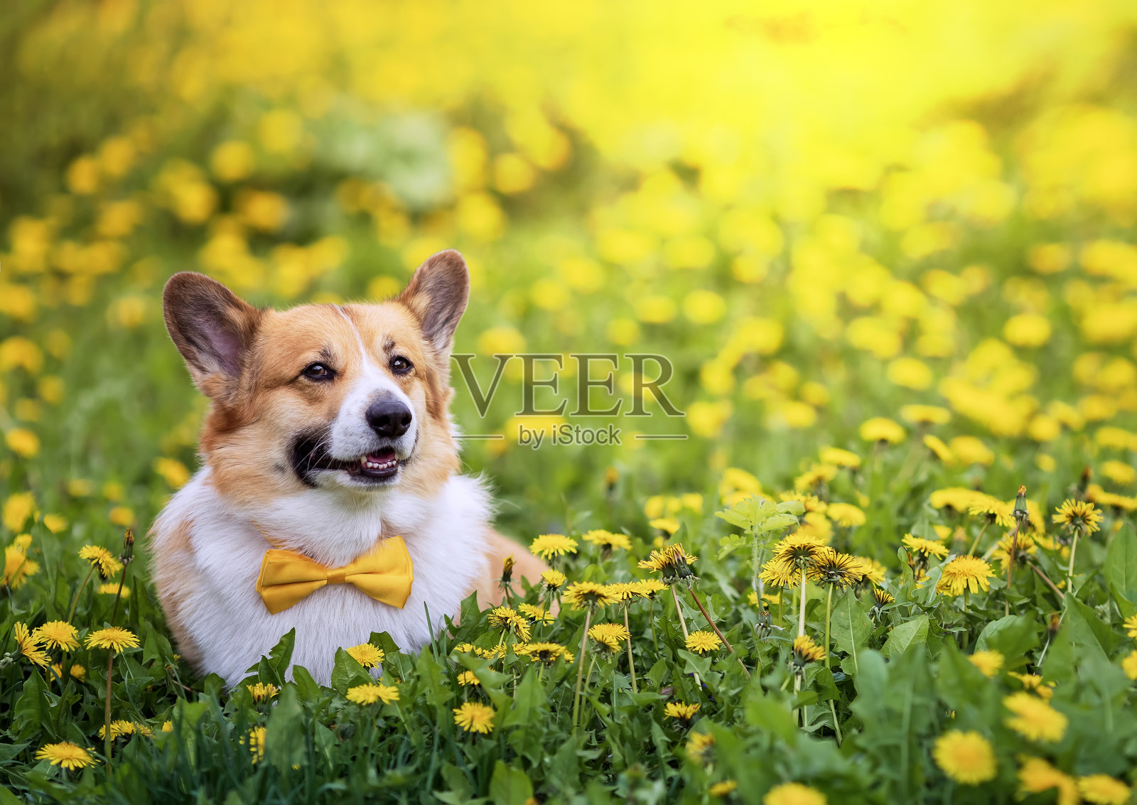 可爱的柯基犬戴着黄色蝴蝶结，坐在盛开的草坪上，微笑着，周围是蒲公英花，阳光明媚的夏日。照片摄影图片