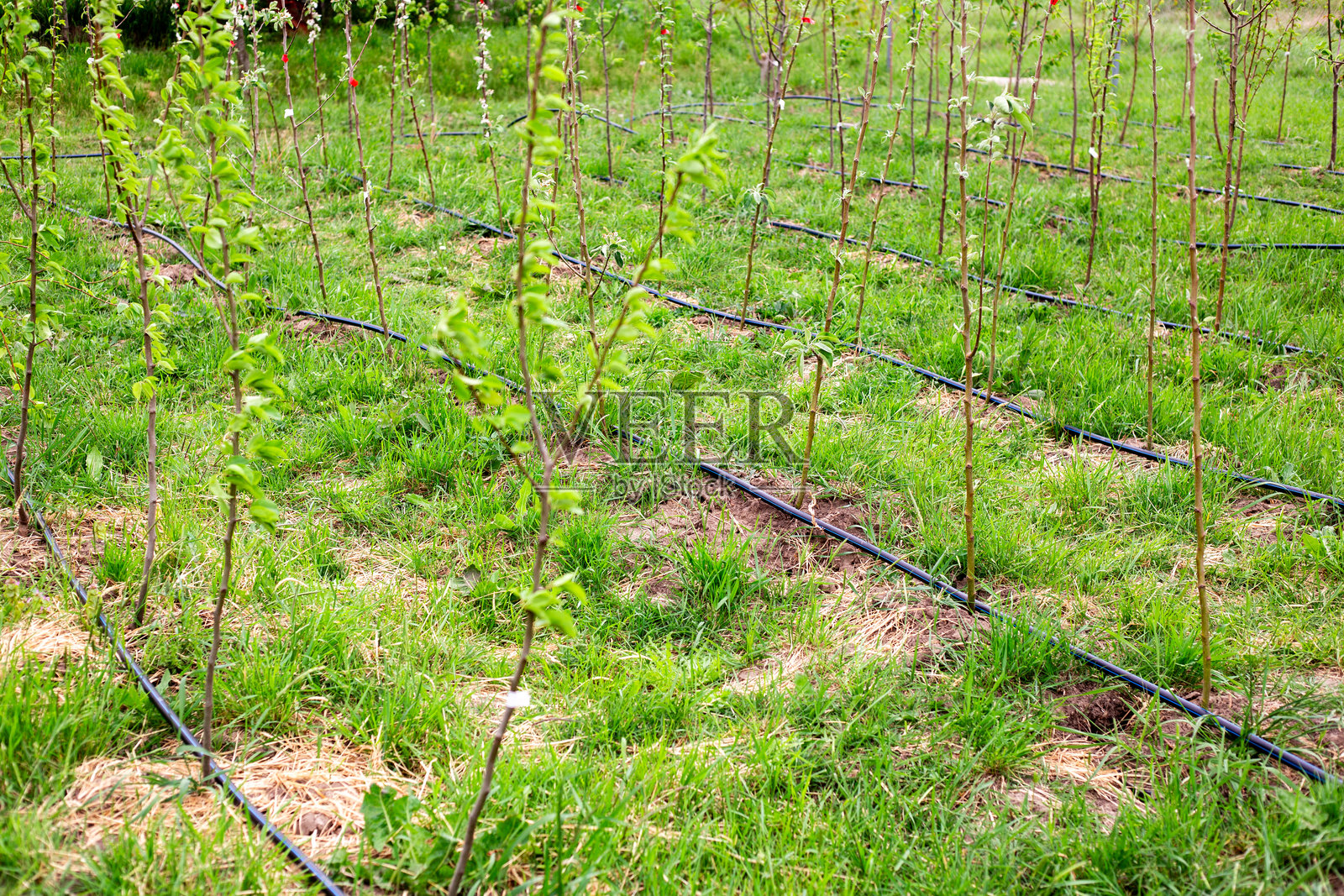 春季果树的绿色苗圃，排成行的幼苗配有滴灌系统照片摄影图片