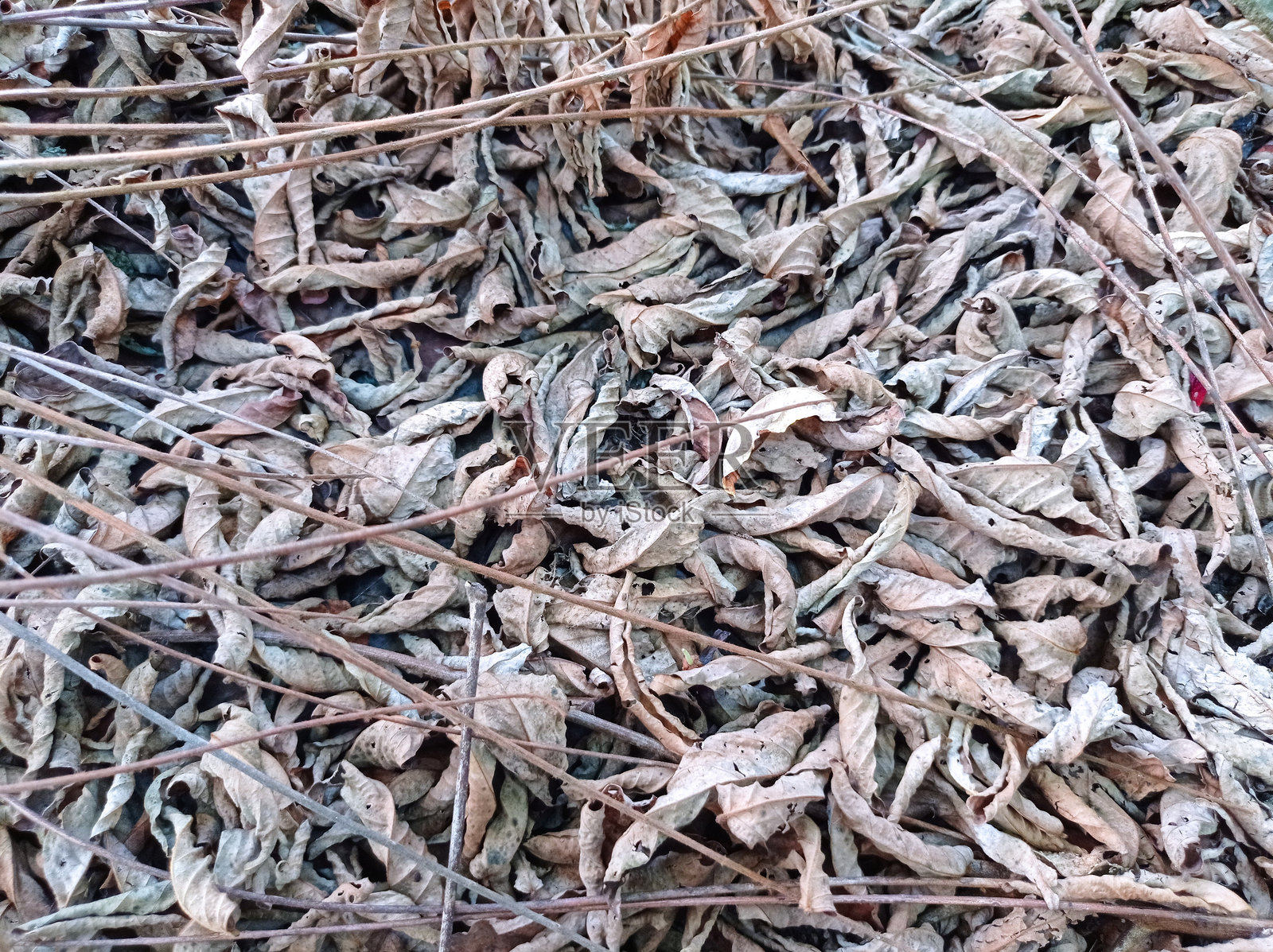 干枯的树叶和树枝照片摄影图片