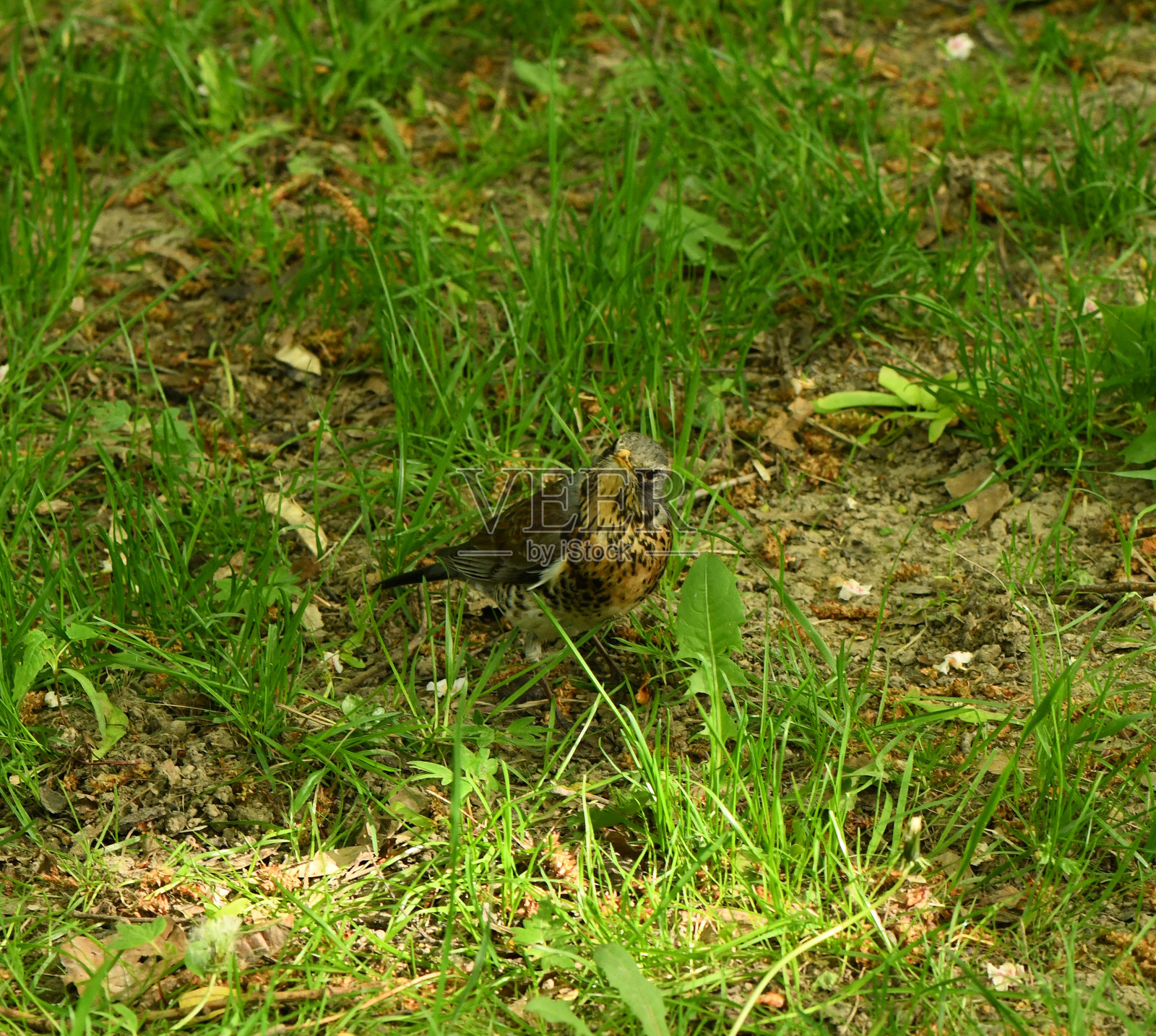 草地上的歌鸲（Turdus philomelos）。它的上半身是棕色的，腹部是带有黑色斑点的奶油色。照片摄影图片