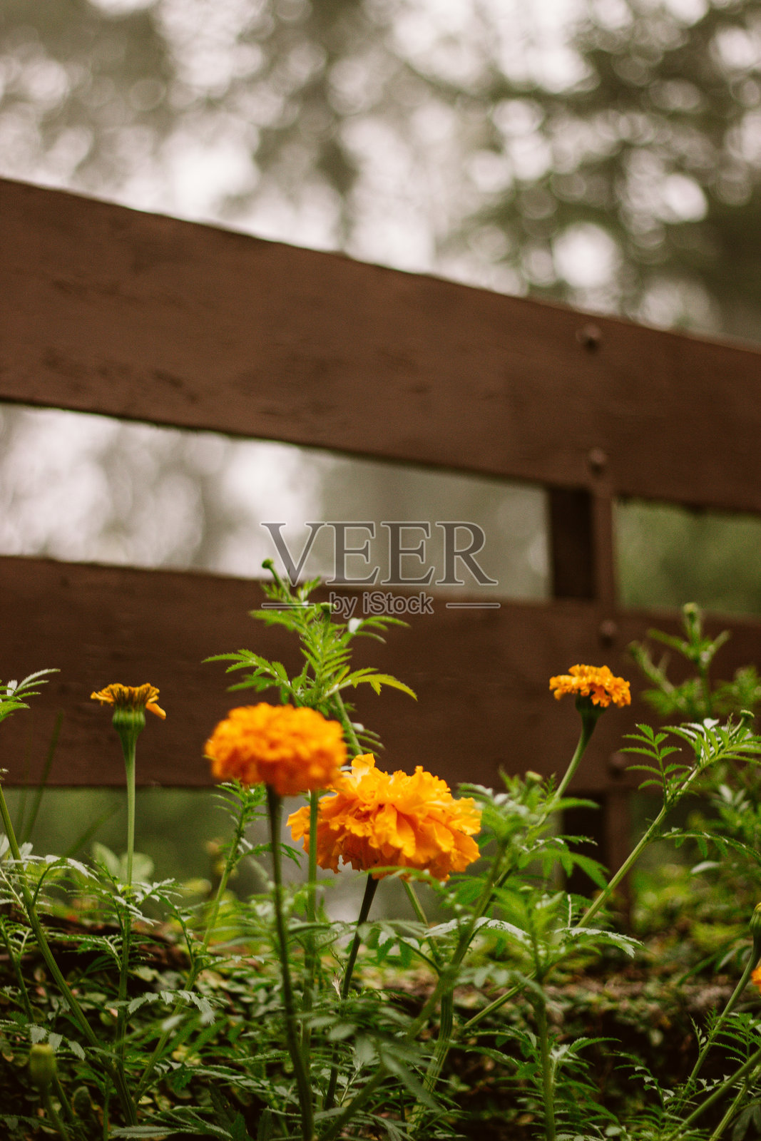 橙色康乃馨照片摄影图片