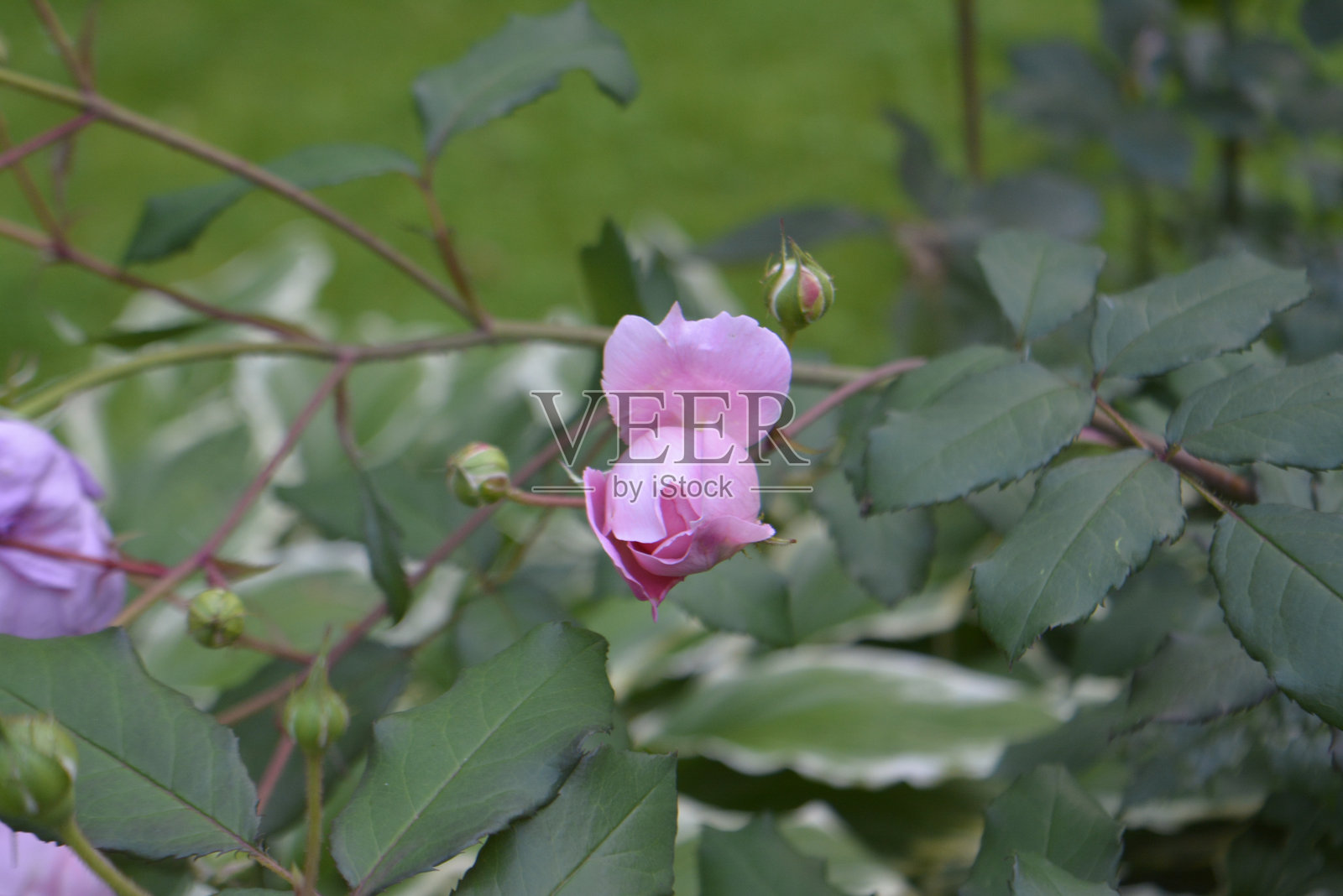 玫瑰照片摄影图片