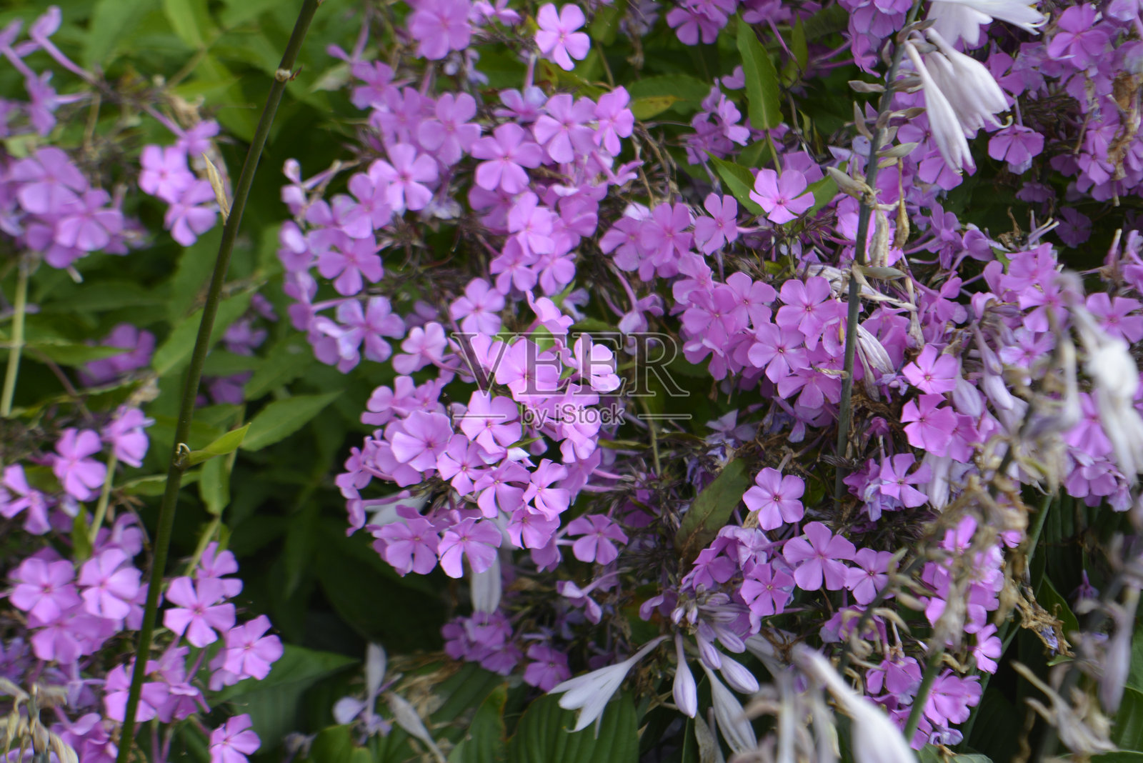 花朵照片摄影图片