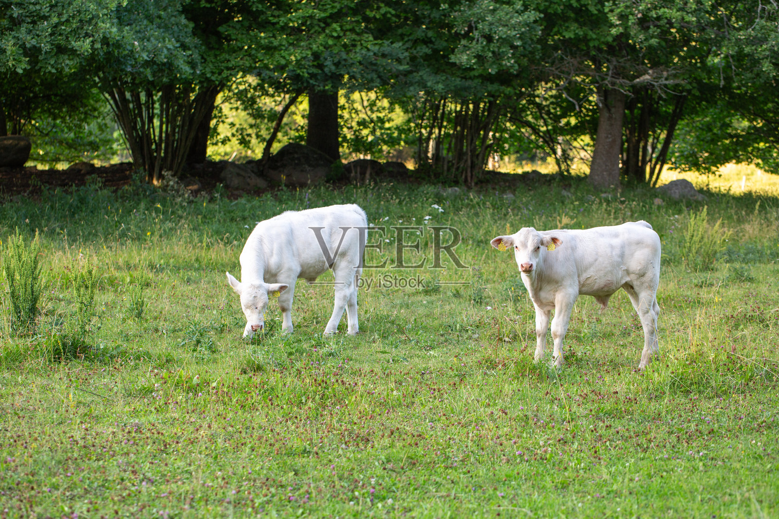 白色小牛 - 查尔olais牛照片摄影图片