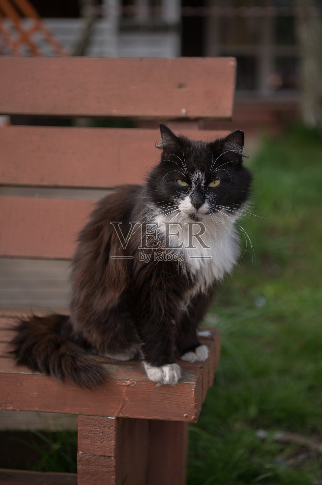 长椅上的黑白猫照片摄影图片