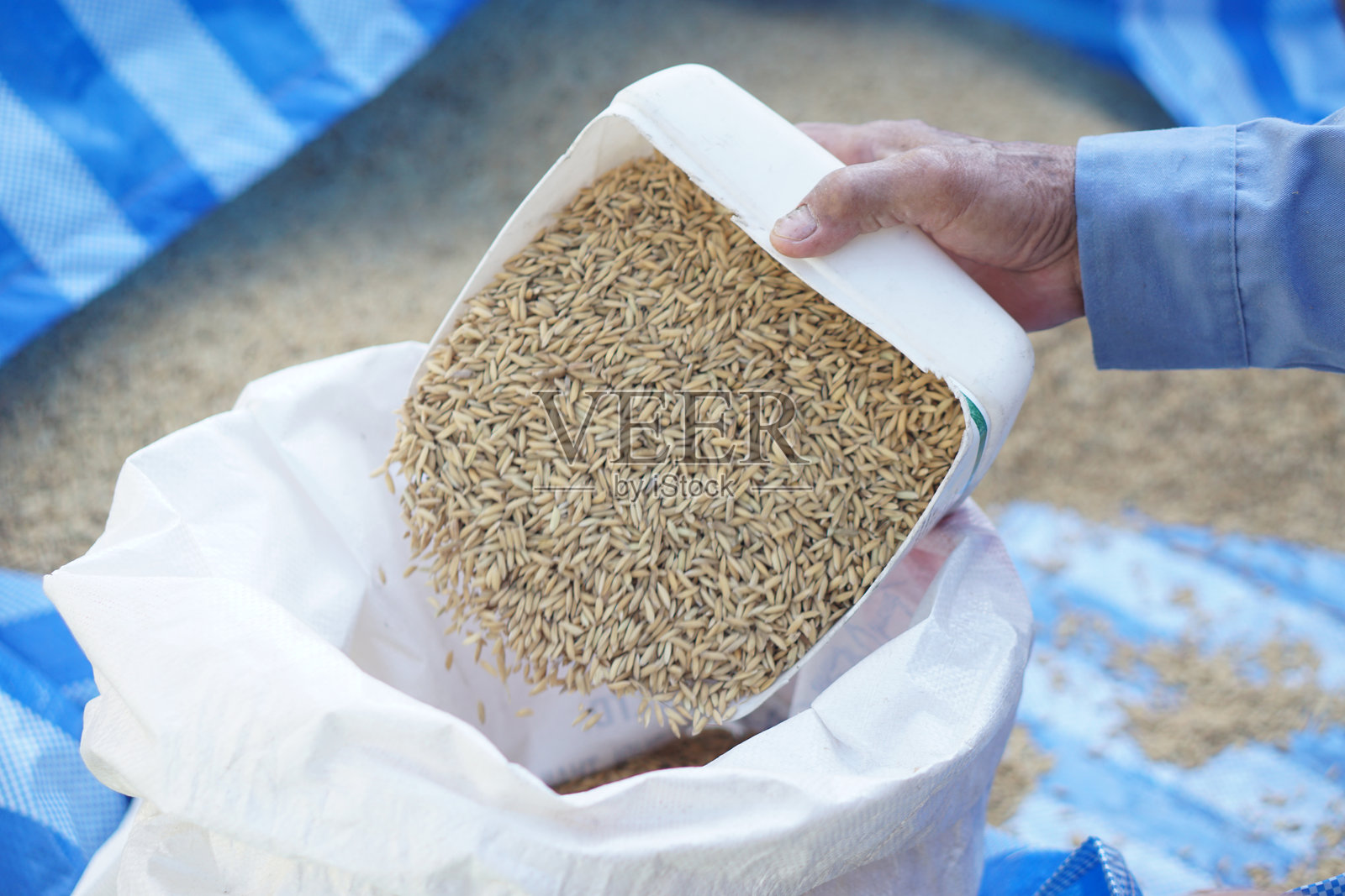 农民的手握着一勺稻谷，准备放入白色袋子中。概念：农业作物在收获后干燥并储存。稻米生产过程。照片摄影图片