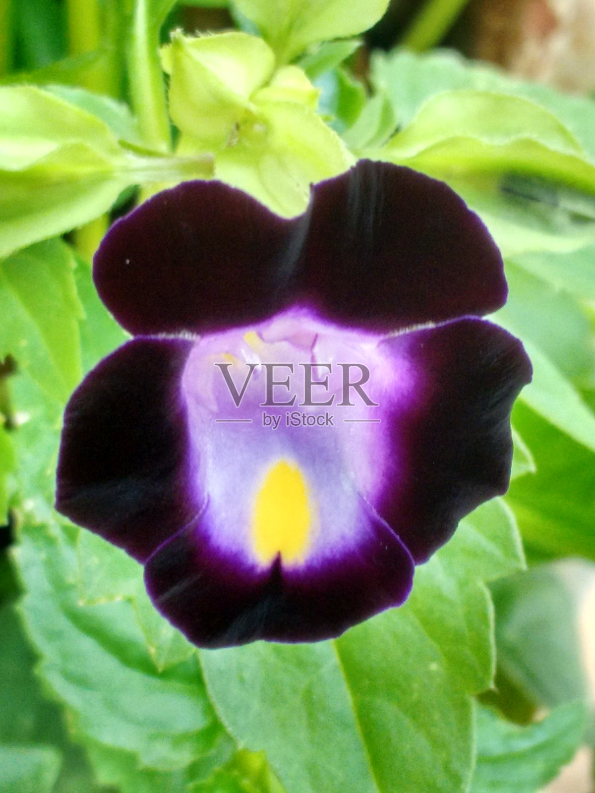 福尔尼尔托瑞尼亚：热带之美的小细节 - 花园中的装饰宝石，俗称许愿花，紧凑且理想用于装饰，完美适合阴凉区域、花盆和花坛，具有紫色花朵。照片摄影图片