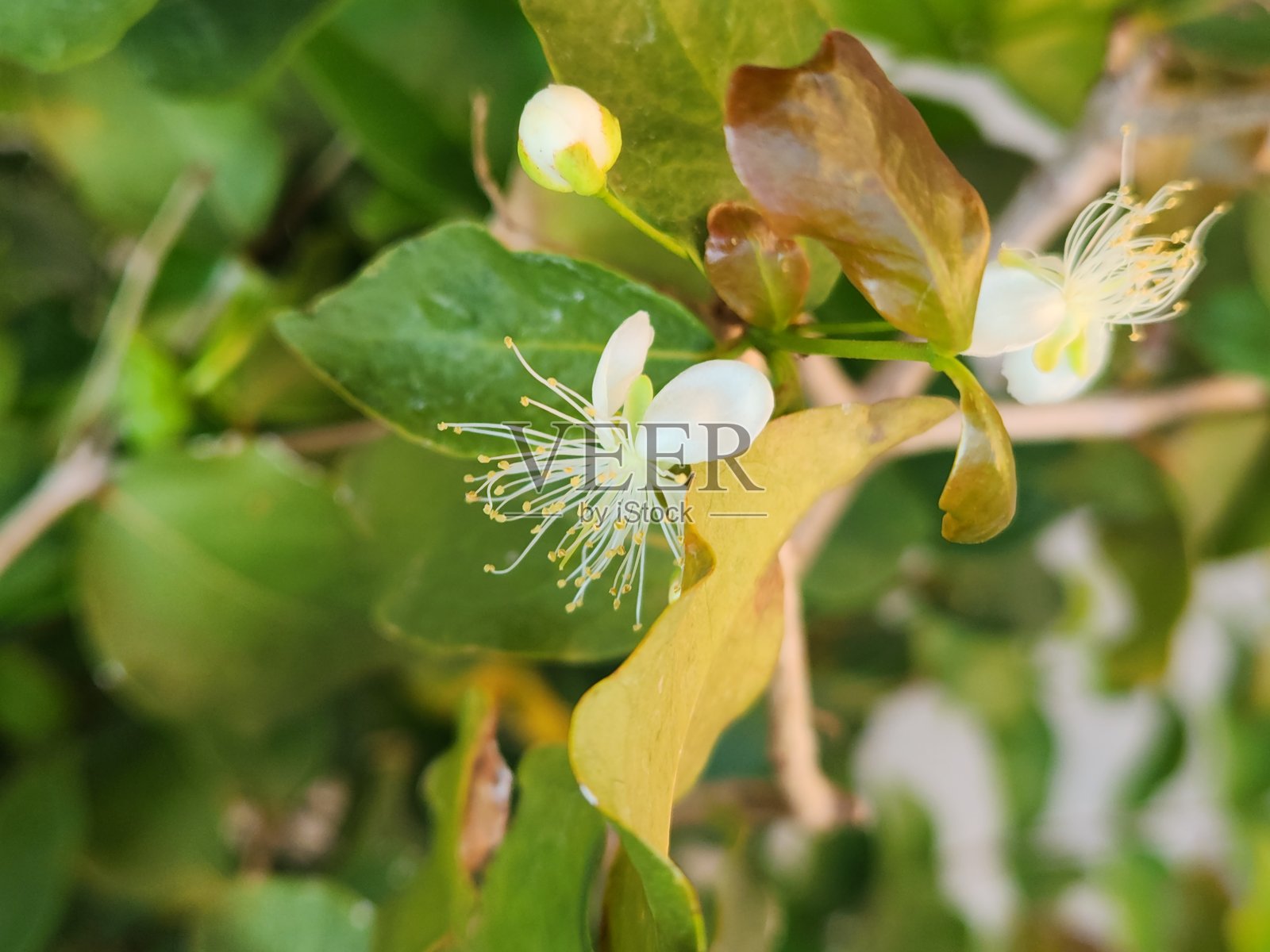从芽到皮唐花：细腻的过渡，皮唐树的生命周期，从皮唐芽到花的演变，皮唐芽及其转变为花（单瓣果樱）照片摄影图片