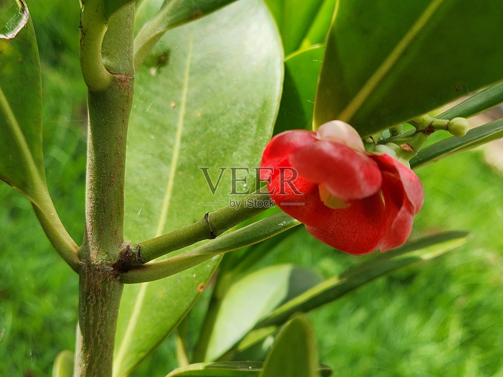克鲁西亚植物的美丽与韧性。克鲁西亚属的花朵小巧，花瓣颜色鲜艳，从白色到浅粉色或红色不等。花朵形状简单，绚丽的花冠吸引了蜜蜂和蝴蝶等授粉者。照片摄影图片