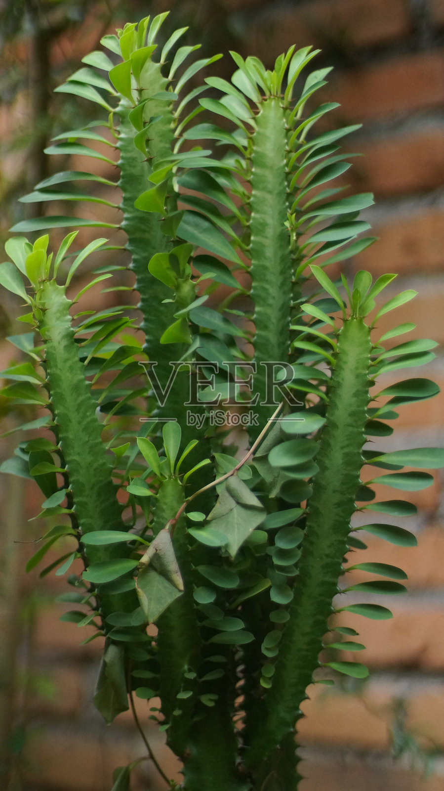 热带花园中的尖刺三角柱状大戟照片摄影图片
