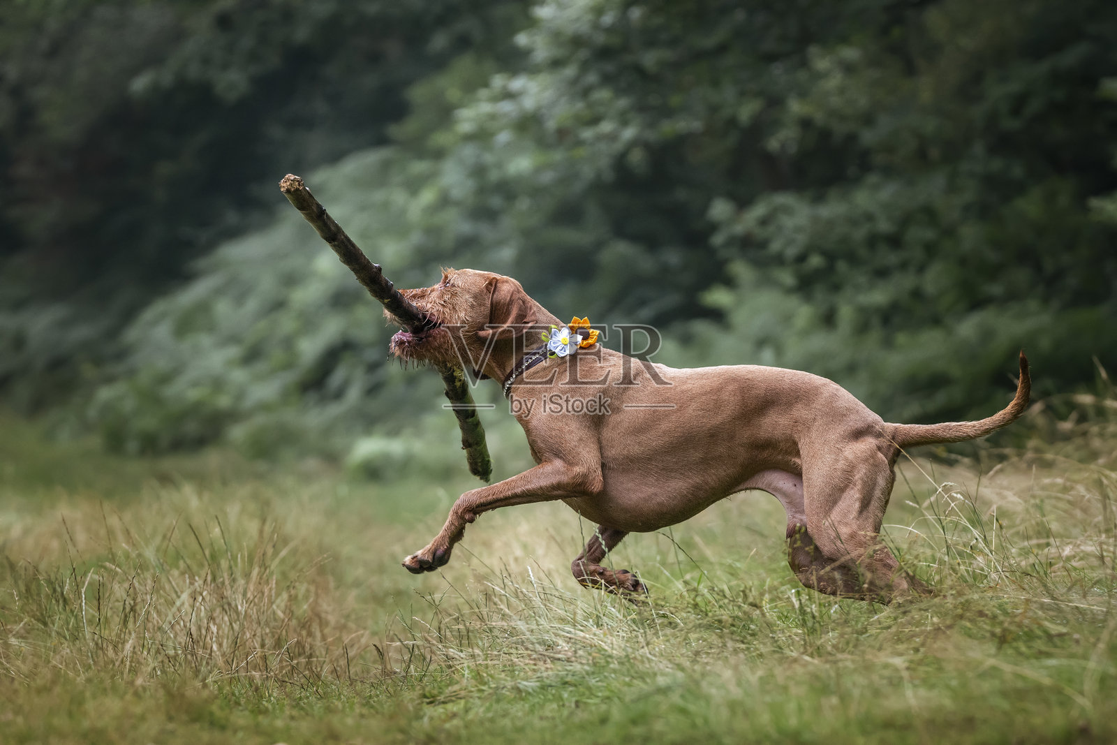 在维吉尼亚水域，一只毛发卷曲的维兹拉犬正开心地玩耍，叼着一根非常大的棍子。照片摄影图片