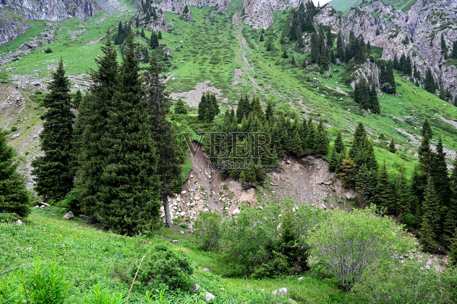 雾霭弥漫的夏季山景，松树矗立其中。照片摄影图片