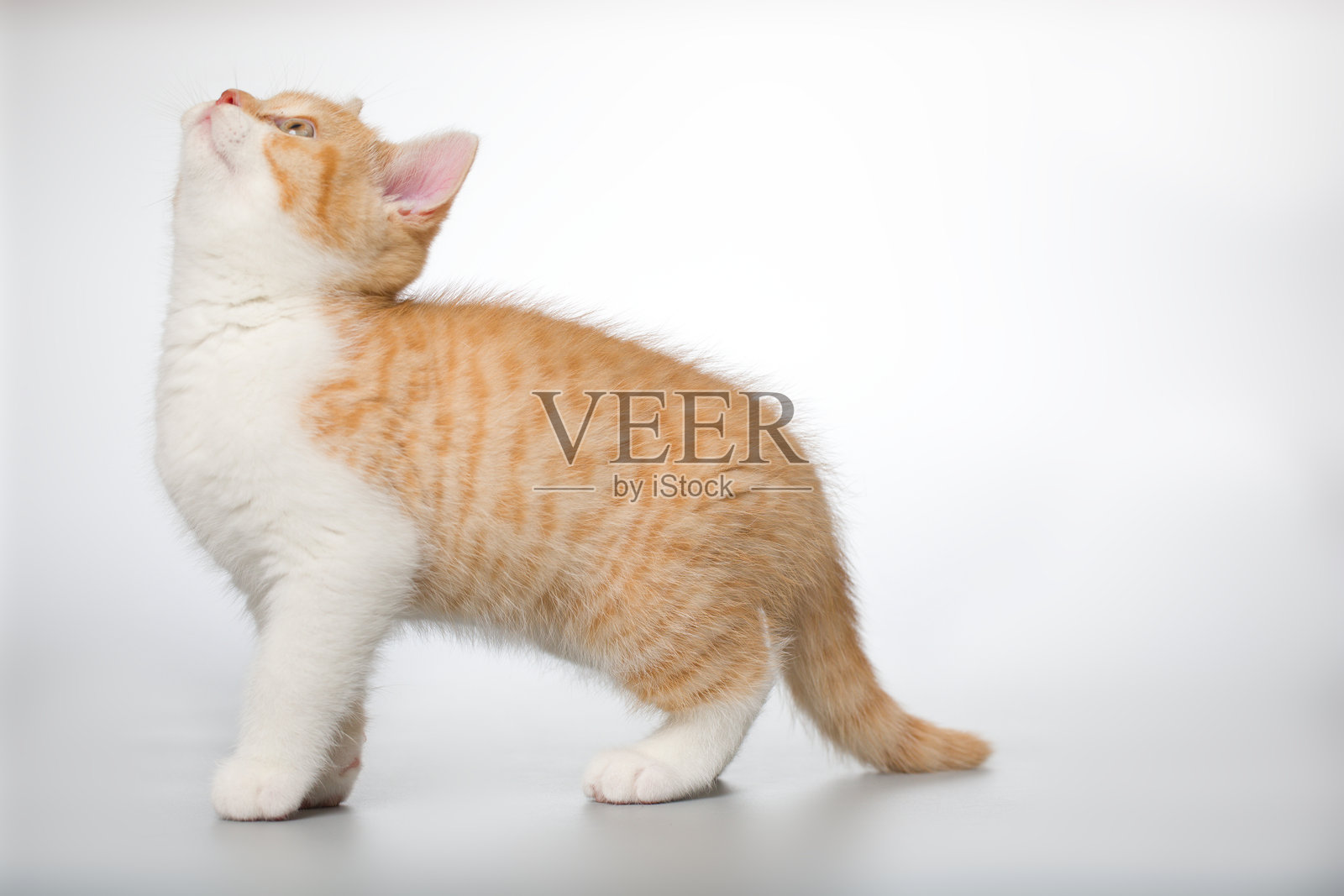 可爱的 kitten 在灰色背景的摄影棚中摆姿势和玩游戏照片摄影图片