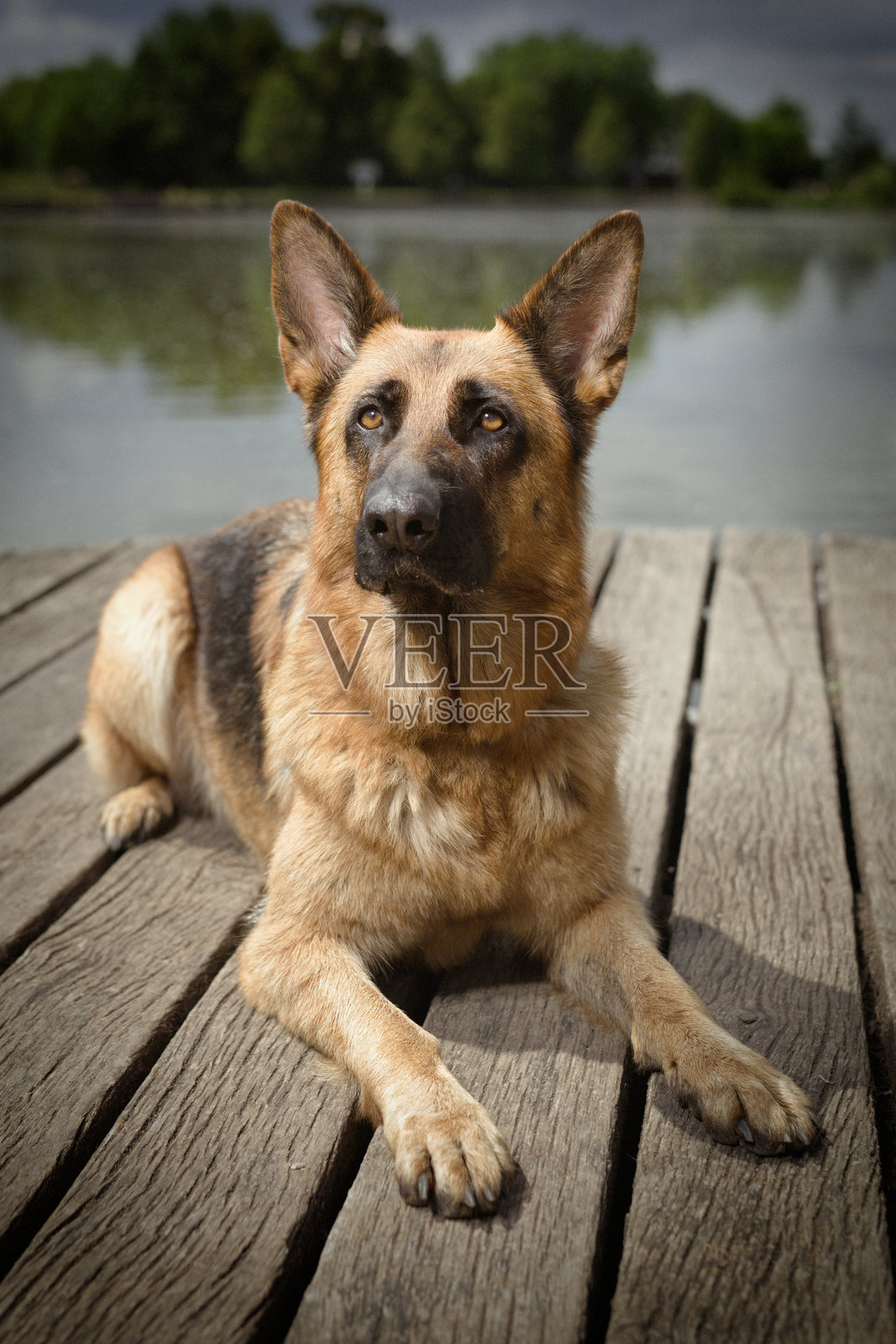 夏季湖边木桥上摆姿势的狗的肖像照片摄影图片