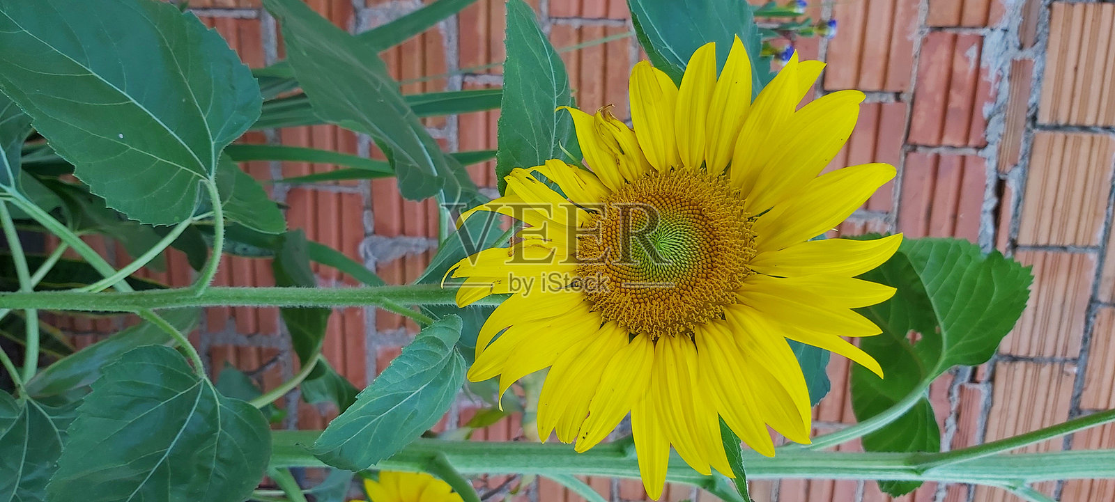 向日葵照片摄影图片