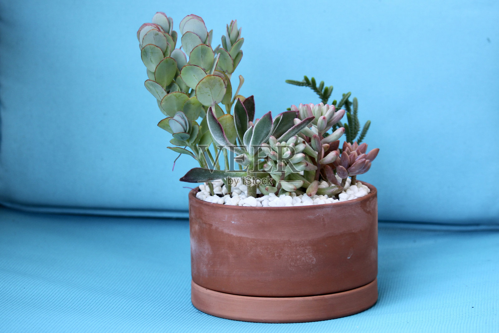 美丽的多种多样的多肉植物组合照片摄影图片