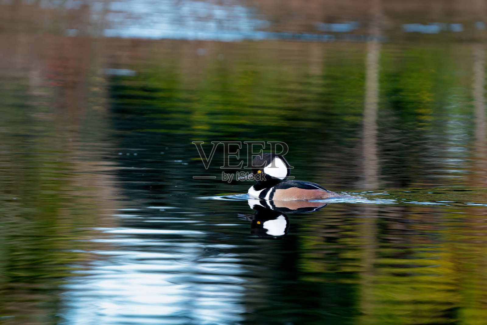 hooded merganser (Lophodytes cucullatus) 雄性照片摄影图片