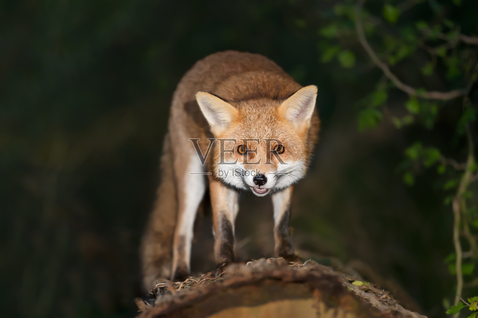 夜间森林中，一只可爱的红狐狸站在树上。照片摄影图片