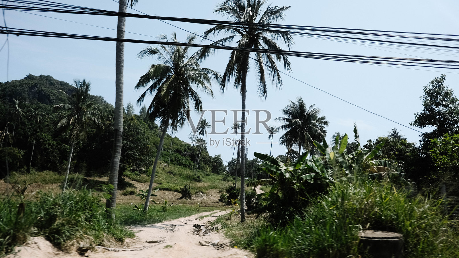 美丽的热带小径，四周环绕着雄伟的棕榈树和郁郁葱葱的绿色植被照片摄影图片