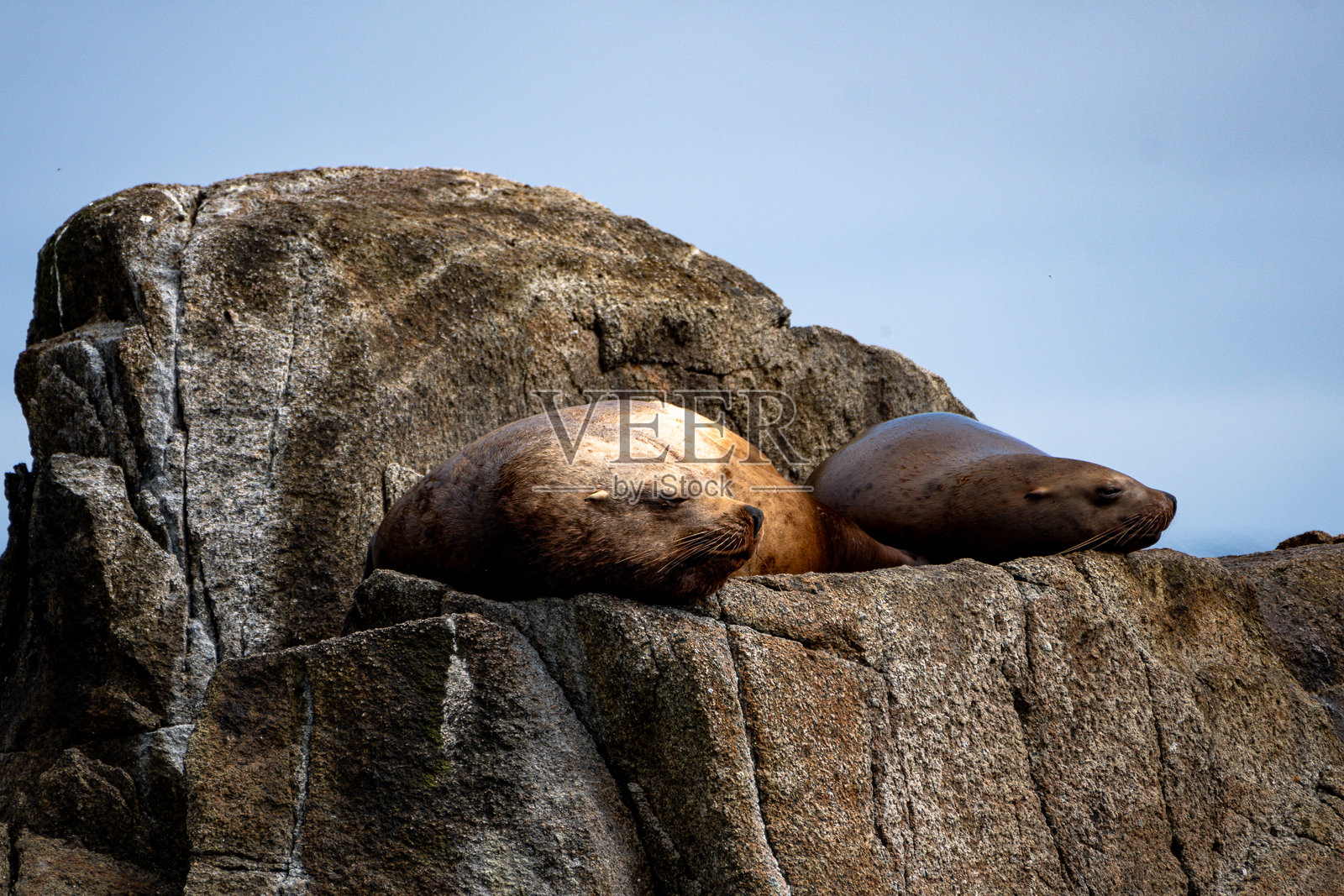 海狮特写照片摄影图片