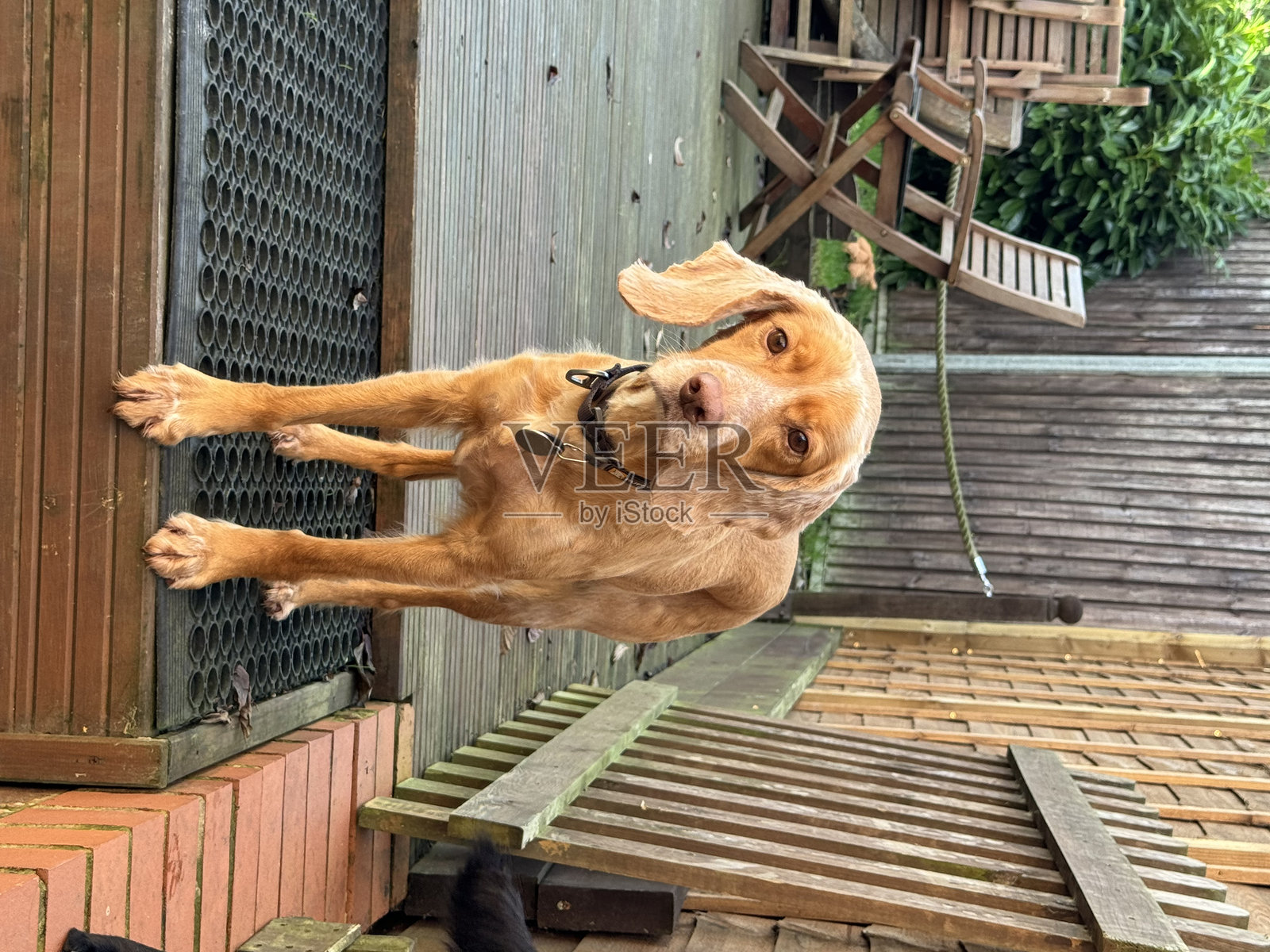 甲板上狗的特写照片摄影图片