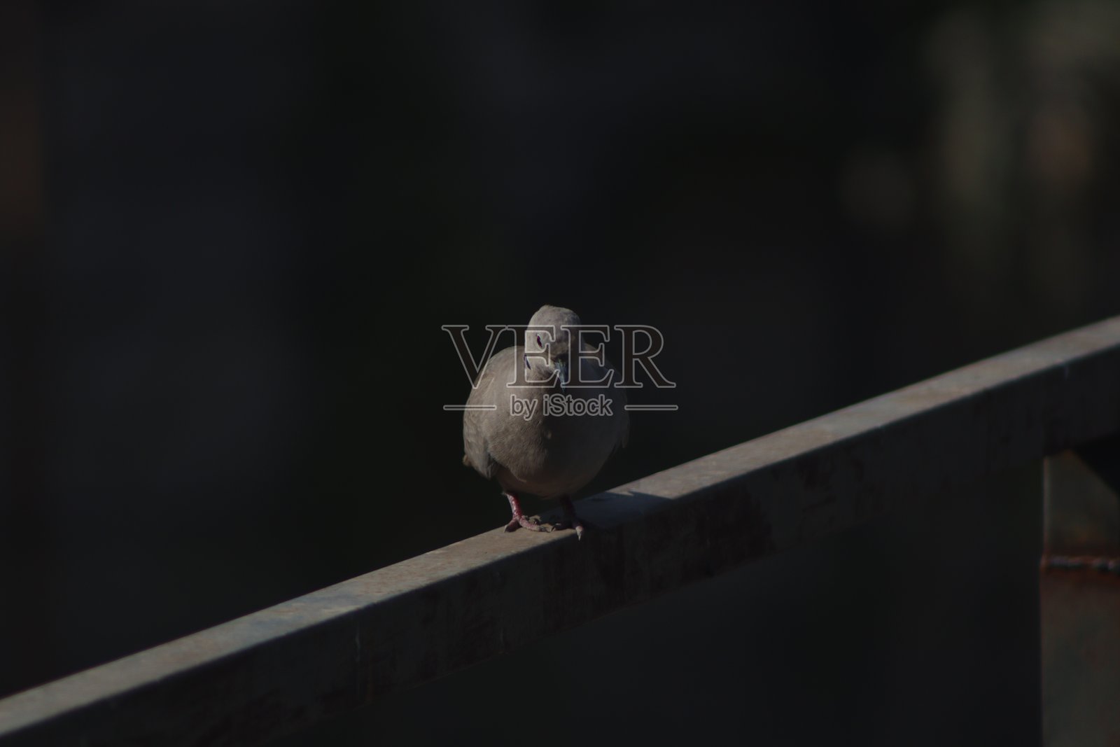 可爱鸽子的剪影摄影，清晨日出时分照片摄影图片