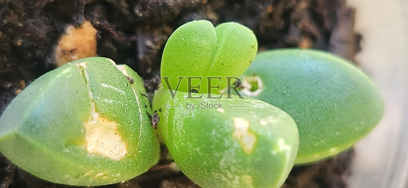 看起来像石头的绿色多肉植物照片摄影图片